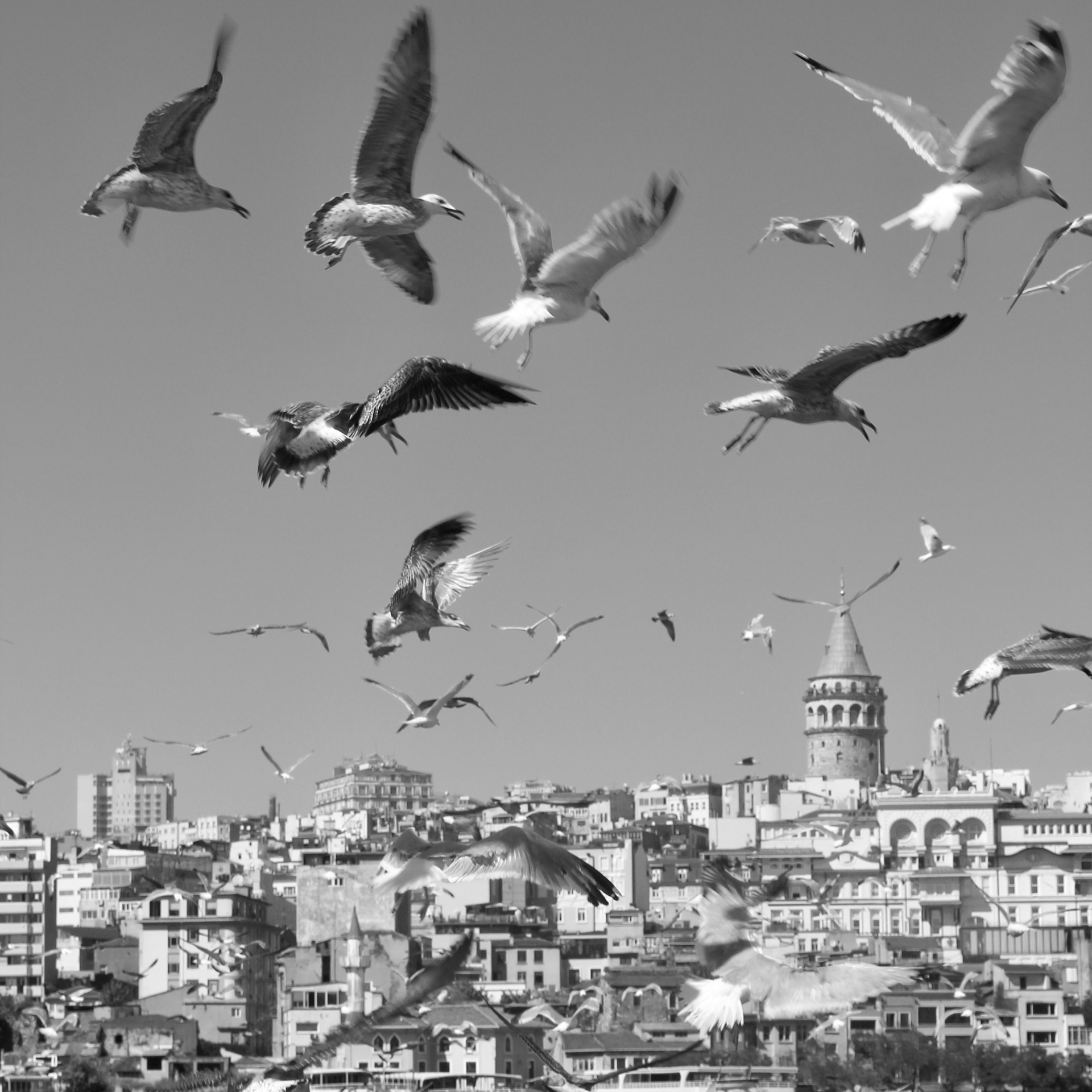 Birds birds everywhere....