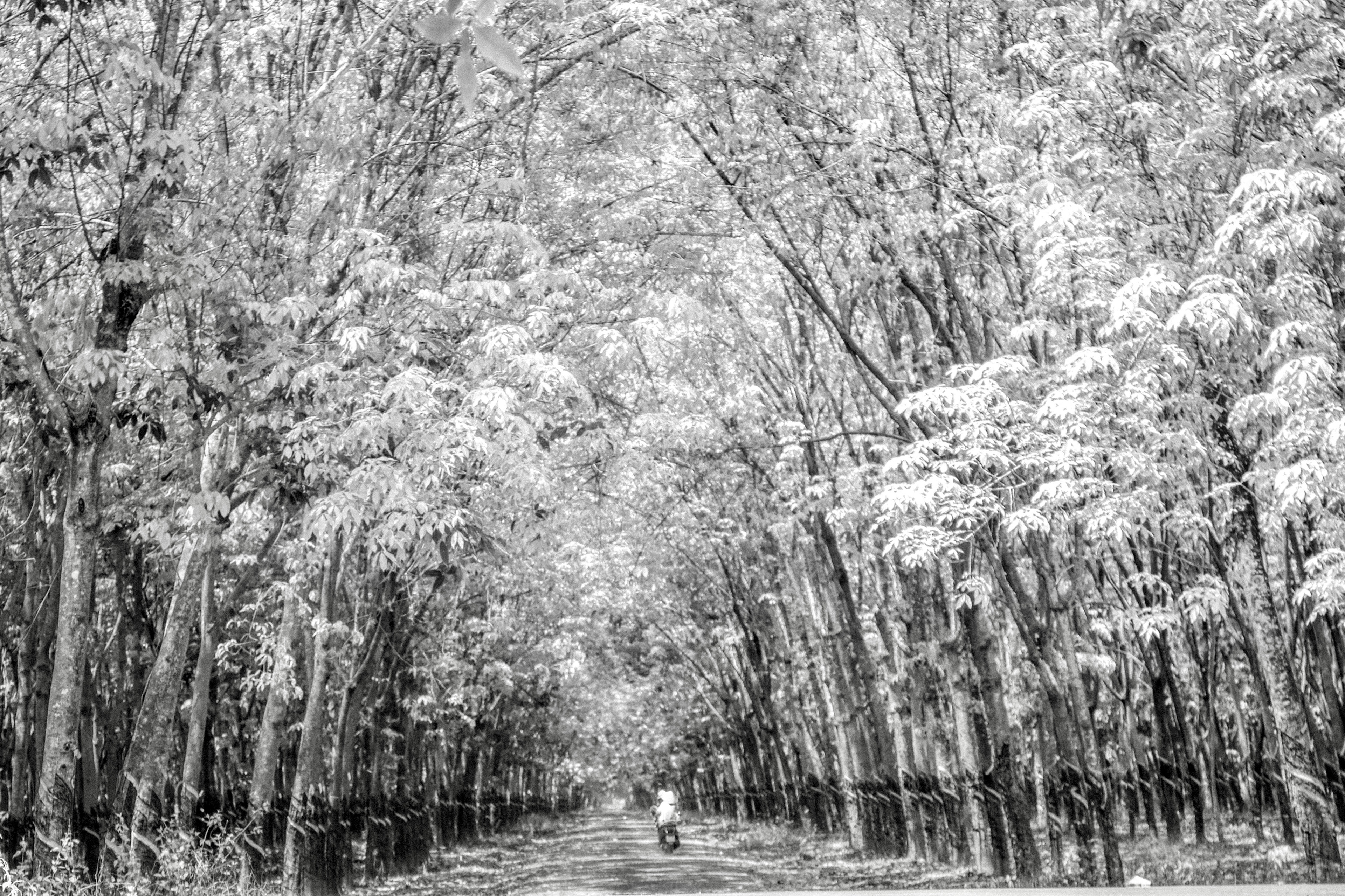 North of the city of HCMC are the stunning rubber tree plantations