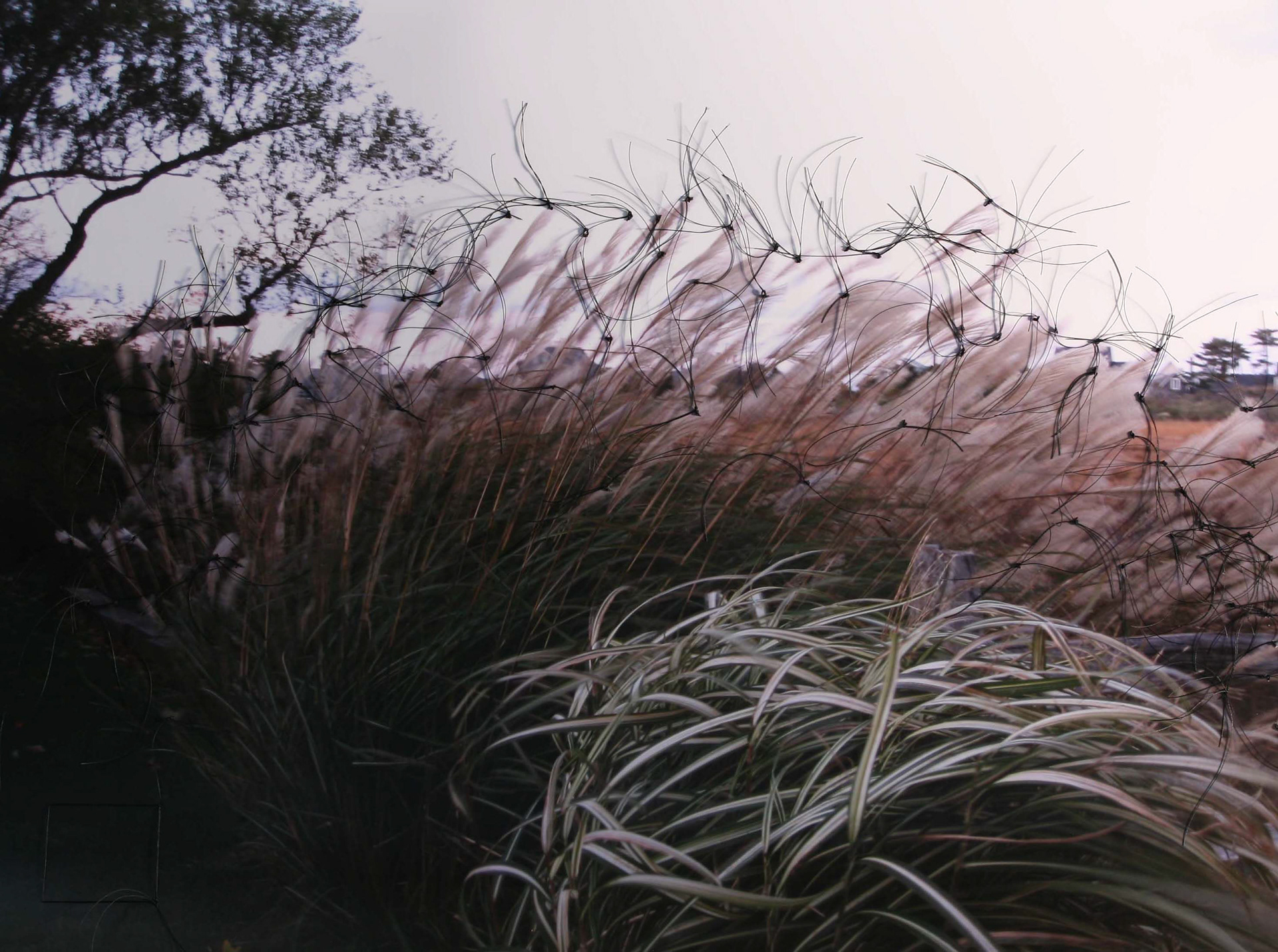 grass knots~30"w x 20" h