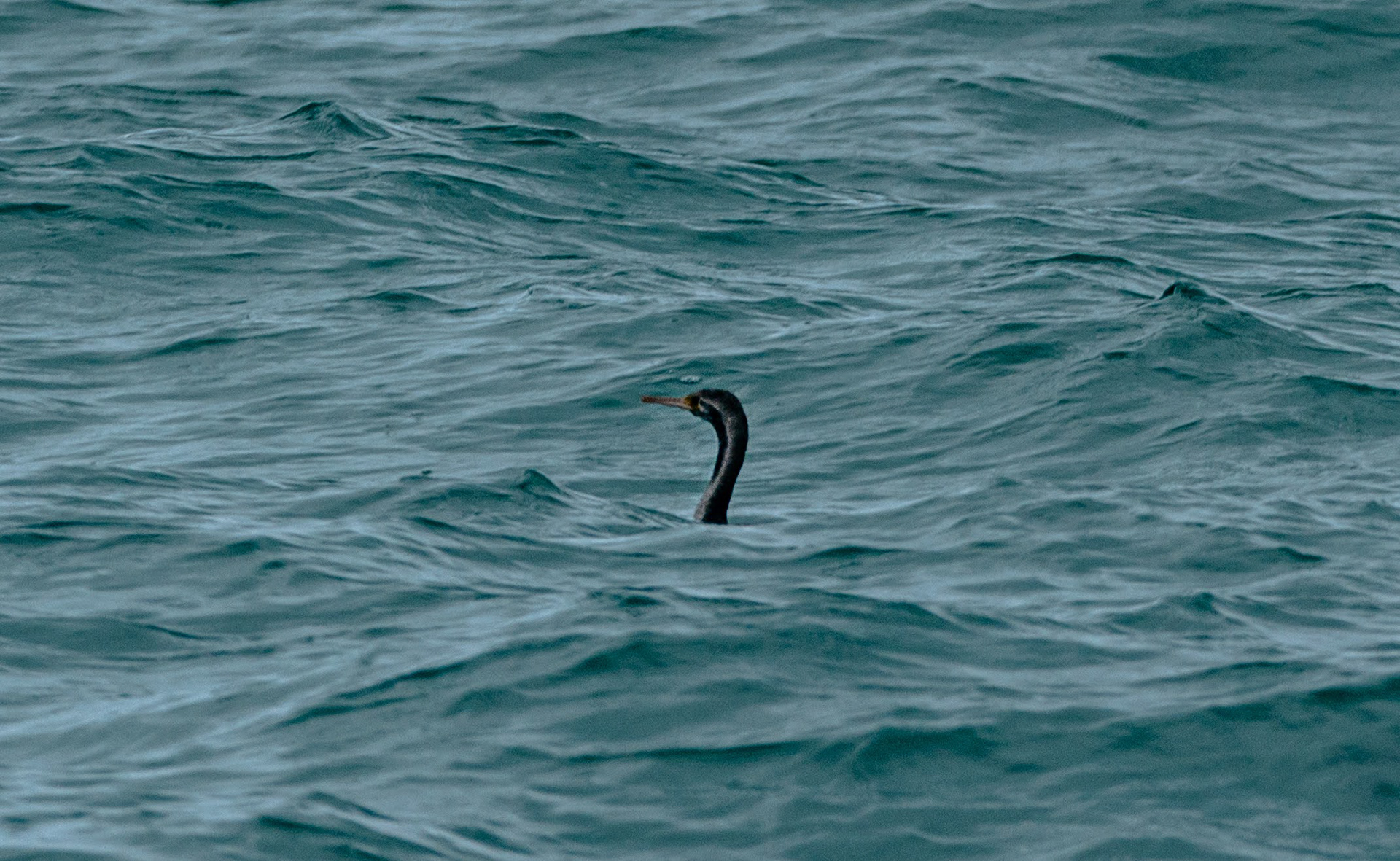 worlds smallest penguin!