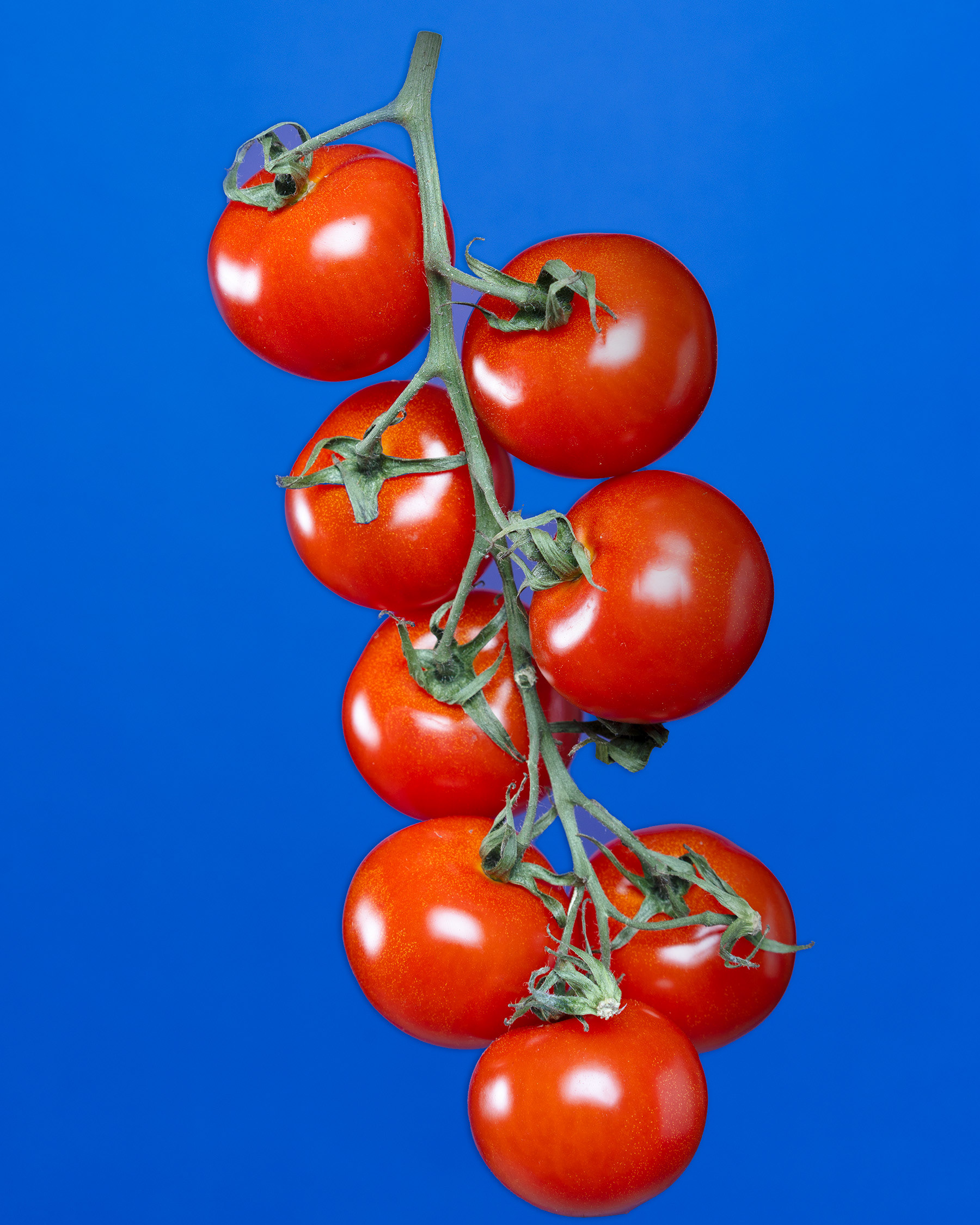 Les tomates en grappe