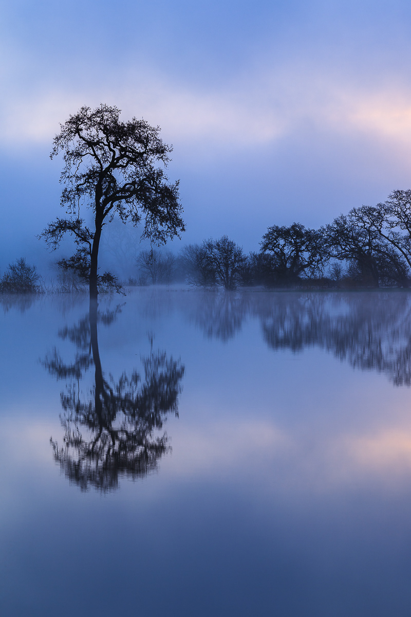 Sonoma County, California - Brenda Tharp [ Substack ]