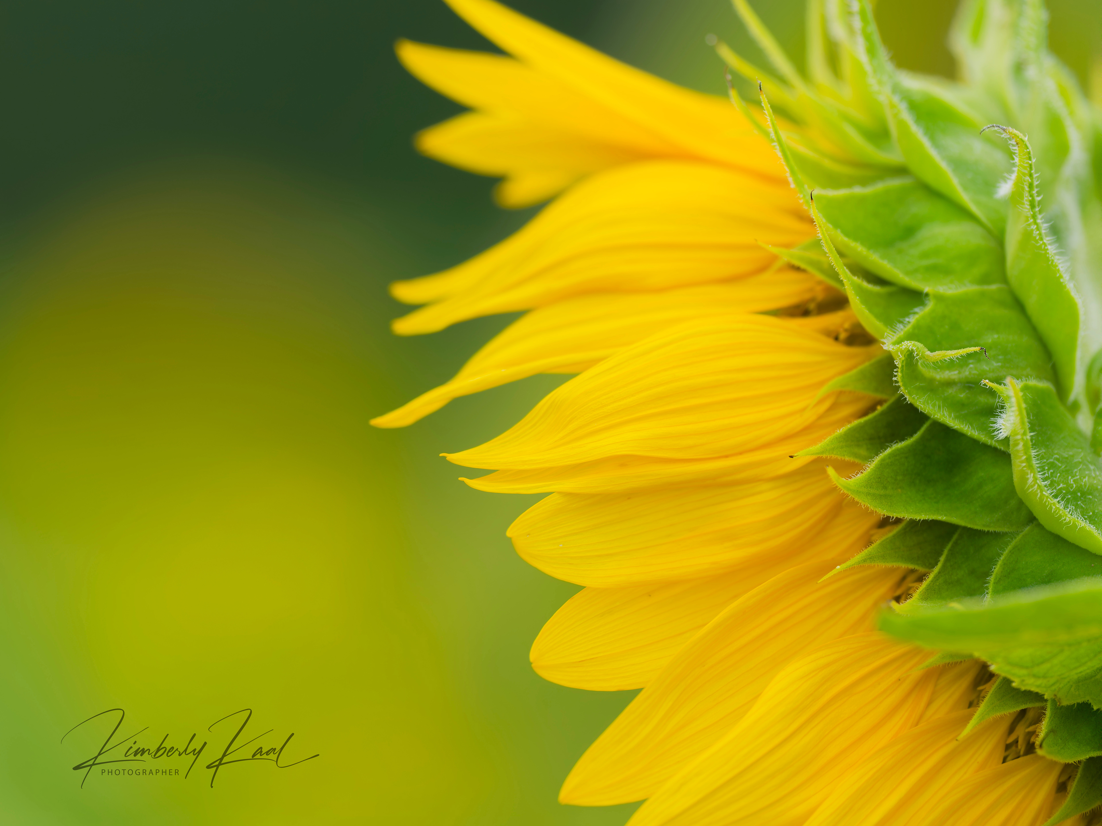 Sunflower Simplicity - artisticbykim [substack]