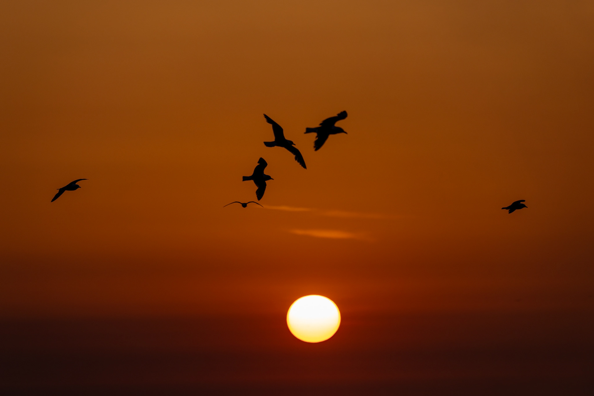 " The Rising Sun " - Suzanne Sullivan [ @snappysuzi ]
