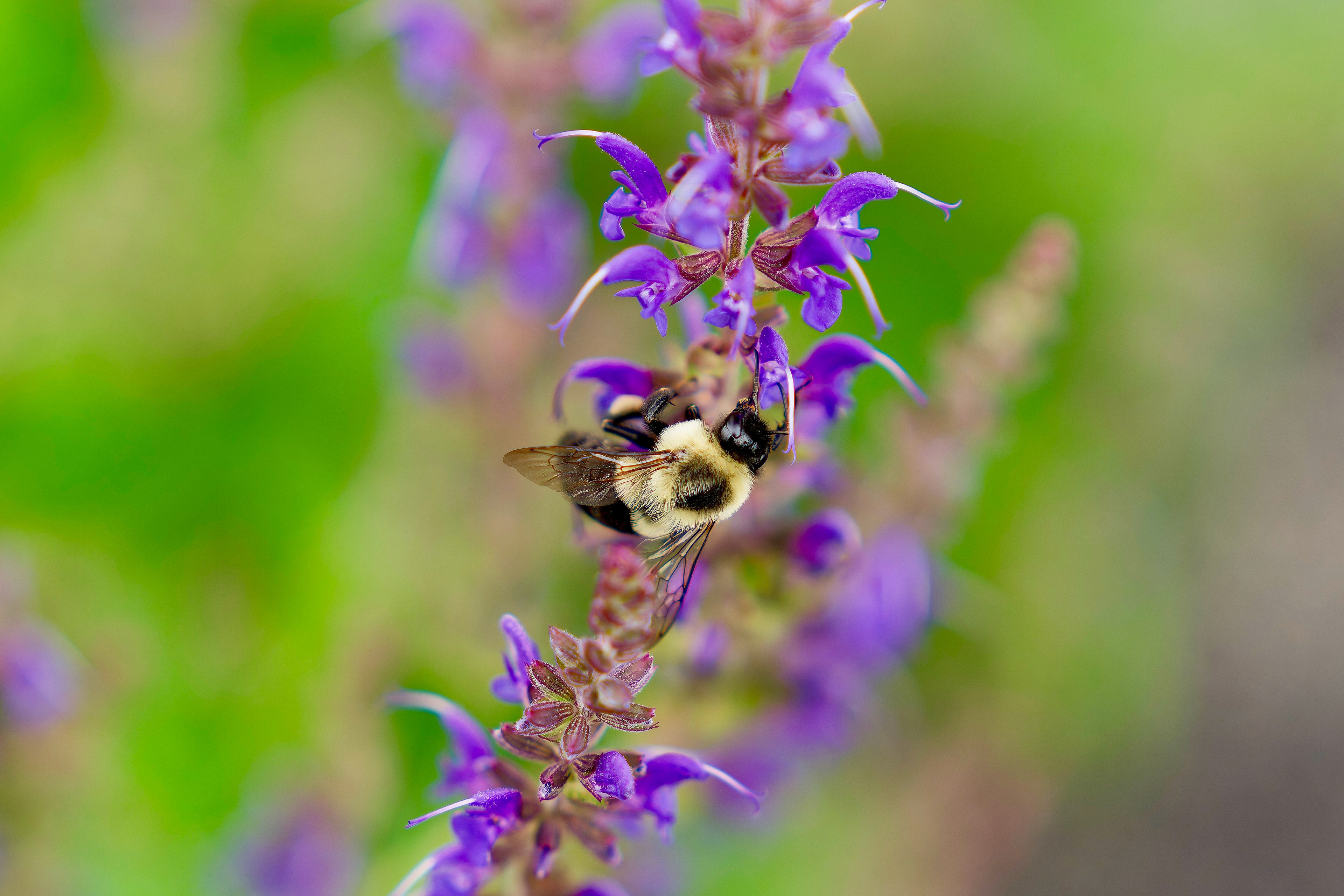 The simple bee - artisticbykim [substack]
