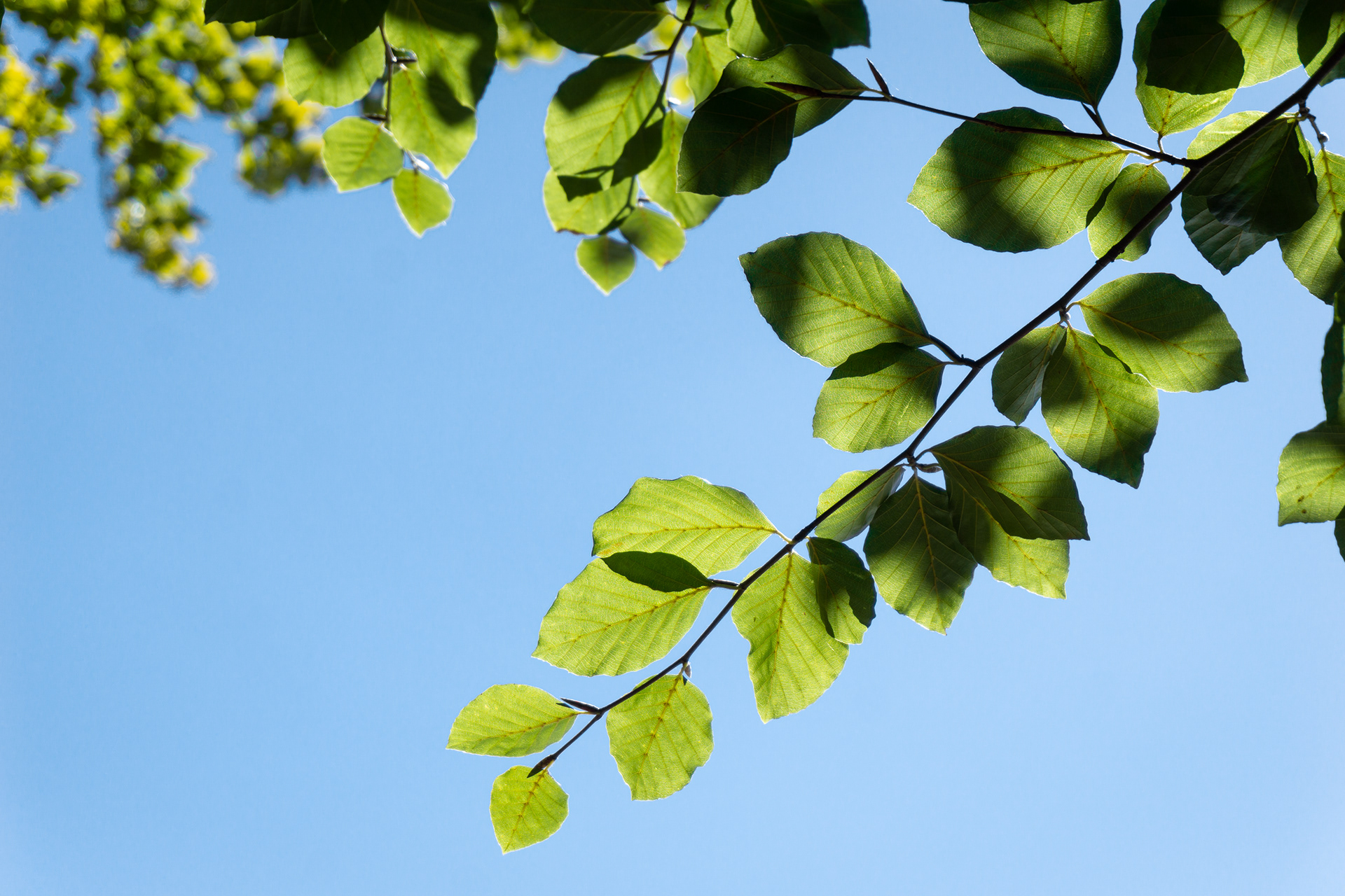 The simple leaf - susanaaracenastudio [substack]