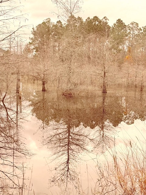 Local swampy area in Jacksonville, Florida. - TenThousandThings [ Substack ]