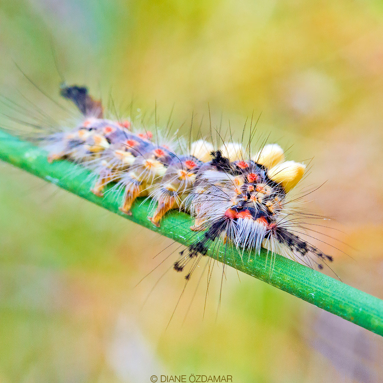 Orgyia antiqua - Damiatte, France