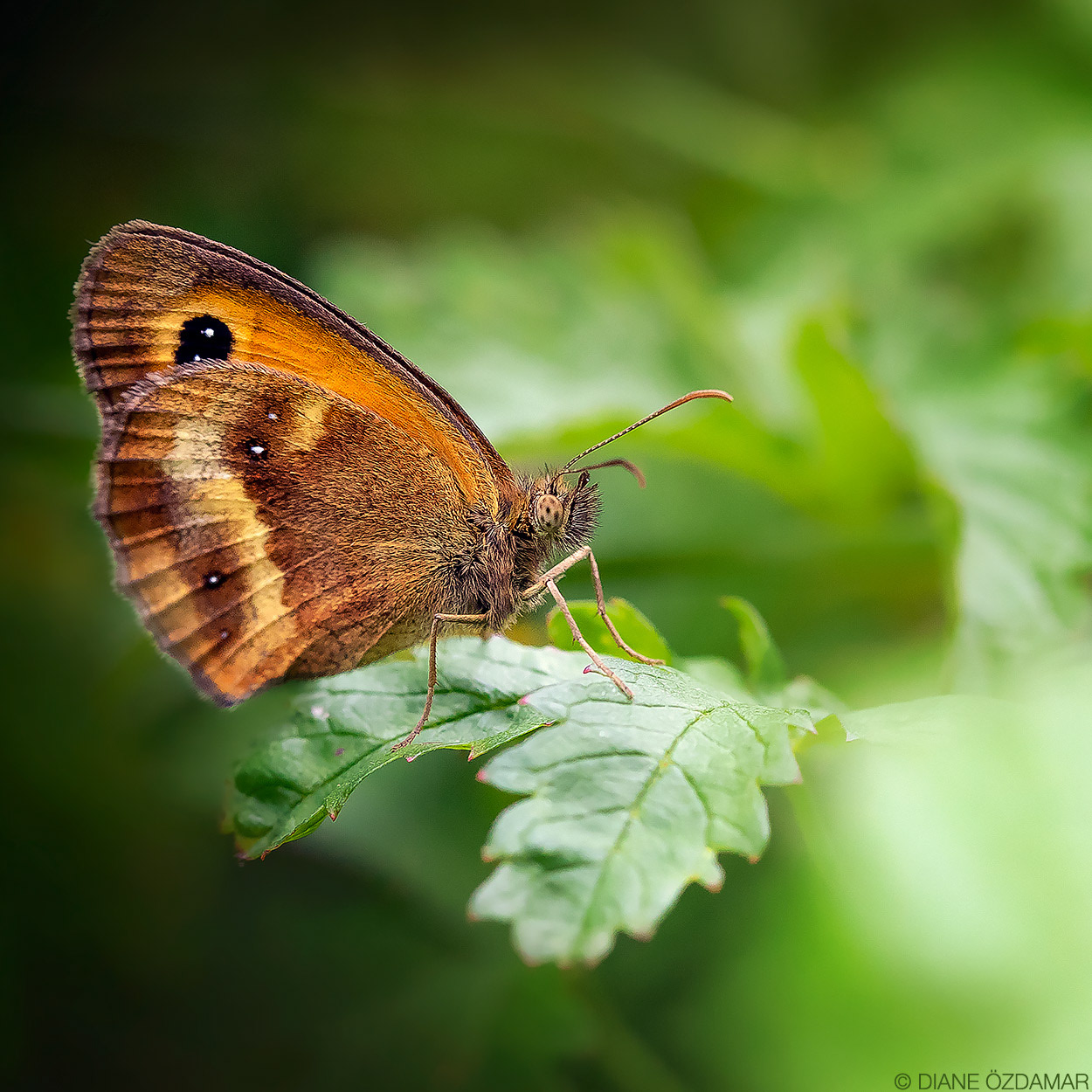 Pyronia tithonus - Damiatte, France