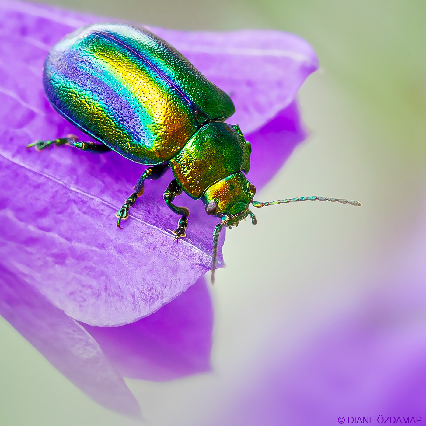 Oreina sp. - Haute Vallée de la Clarée, France