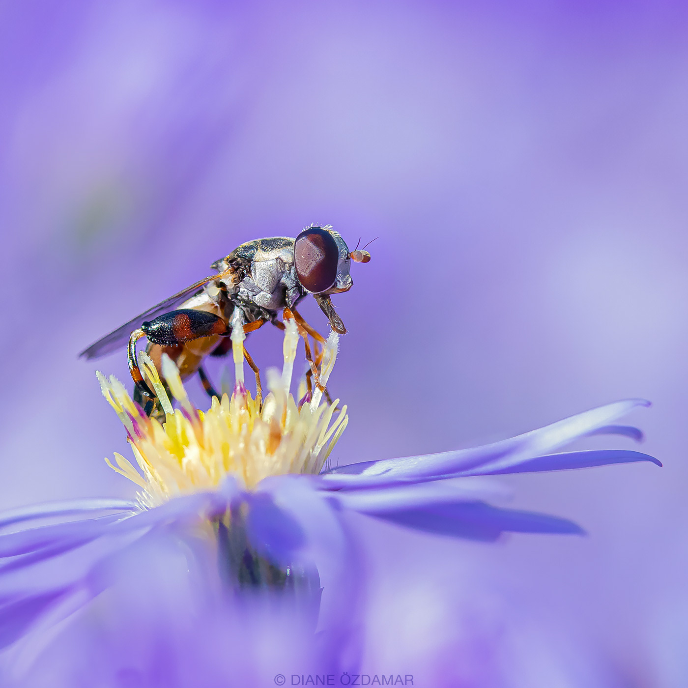 Syritta pipiens - Botanical garden of Montreal, QC, Canada - September 2019