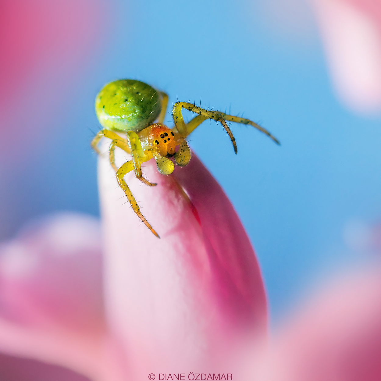 Araniella sp. (male) - Damiatte, France