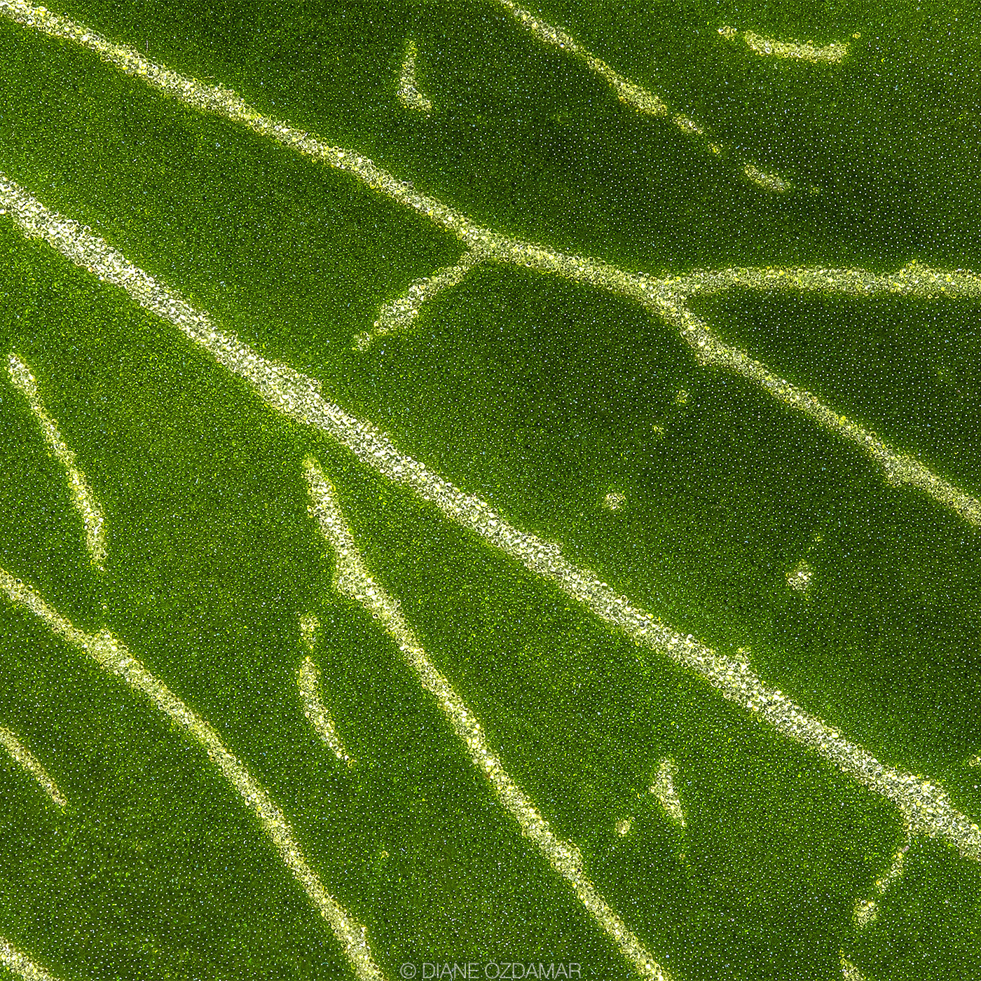 Ludisia discolor var. alba