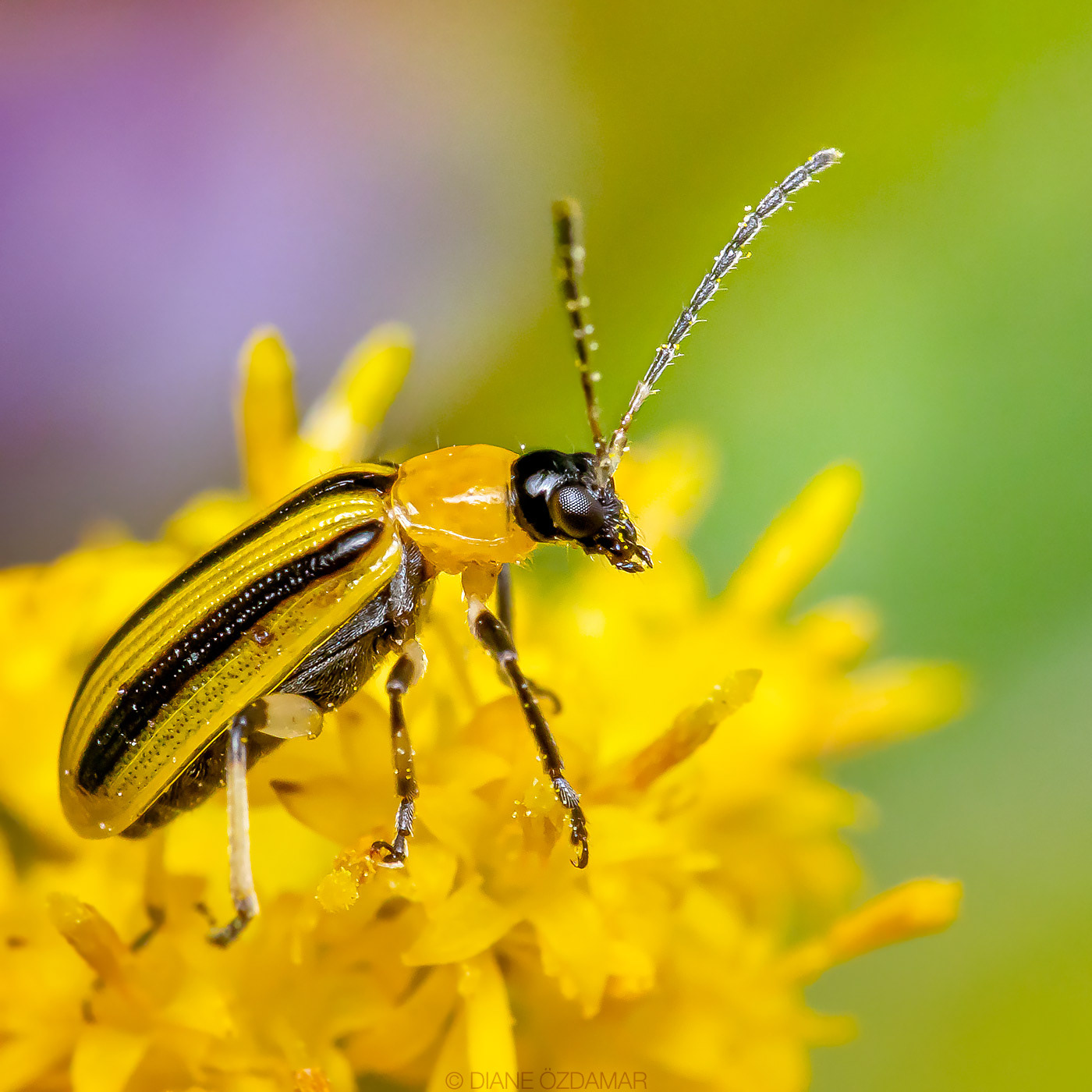Acalymma vittatum - Mont Royal, Montreal, QC, Canada - October 2020