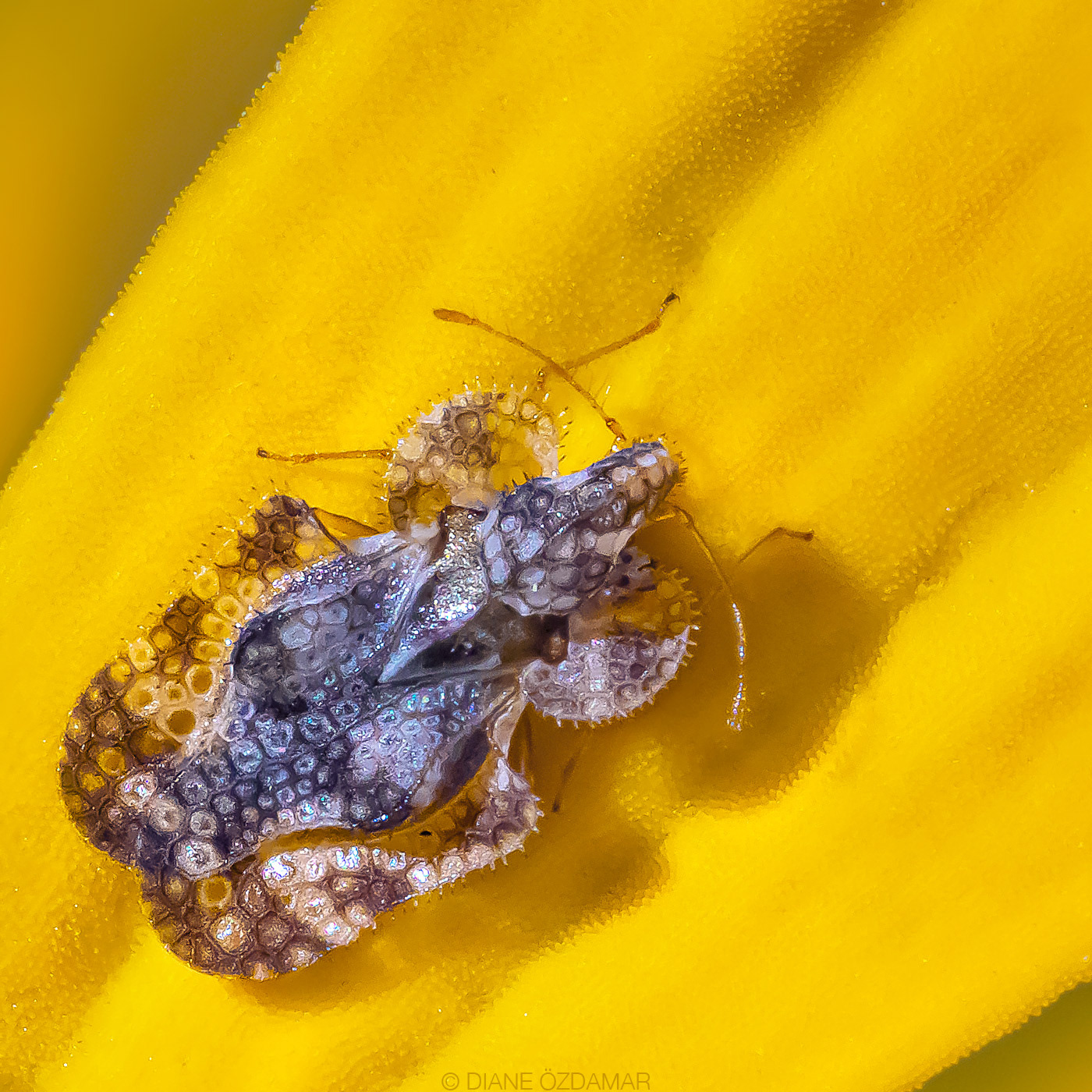 Corythucha marmorata (specimen about 3mm) - Botanical garden of Montreal, QC, Canada - August 2020