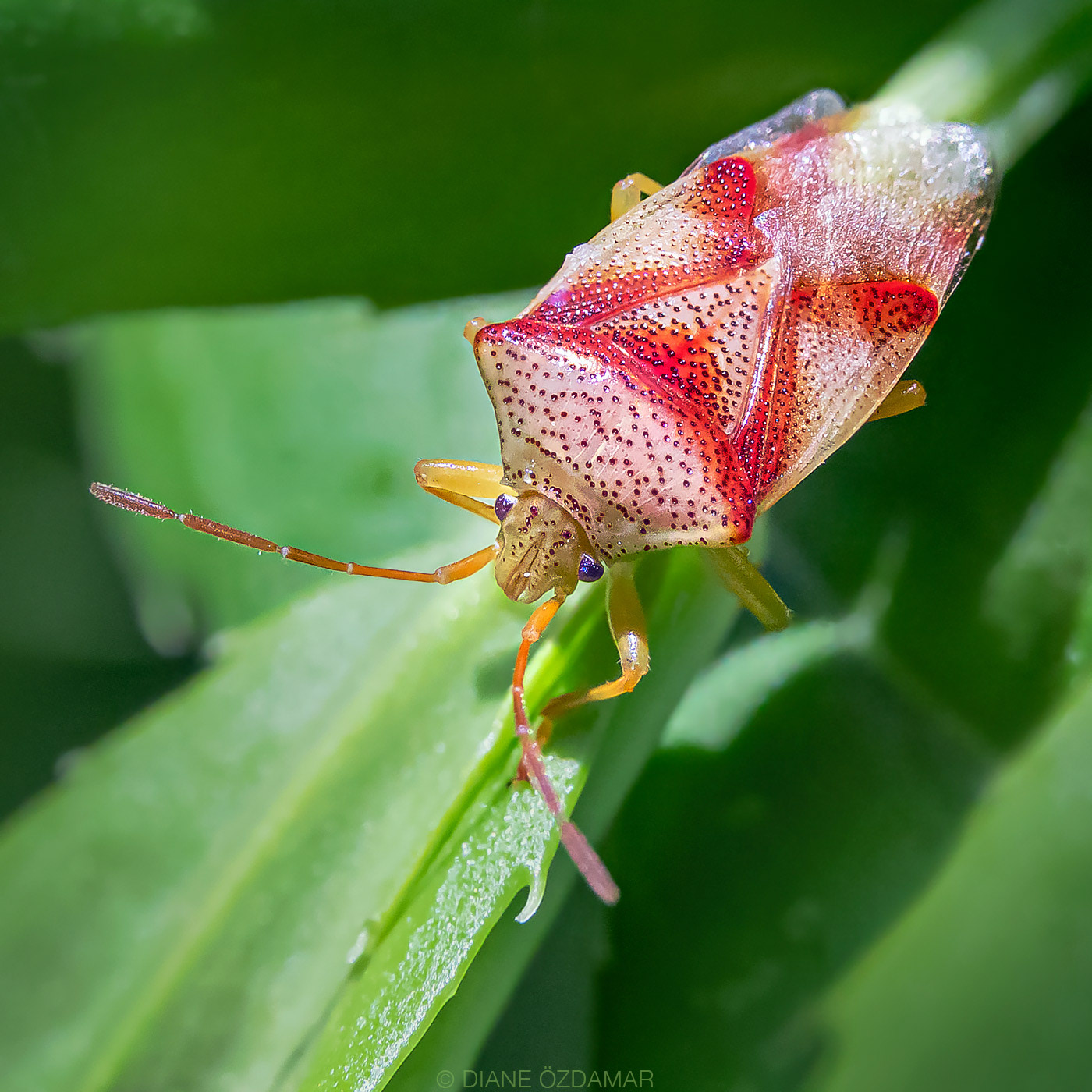 Elasmotethus cruciatus - Botanical garden of Montreal, QC, Canada - June 2020