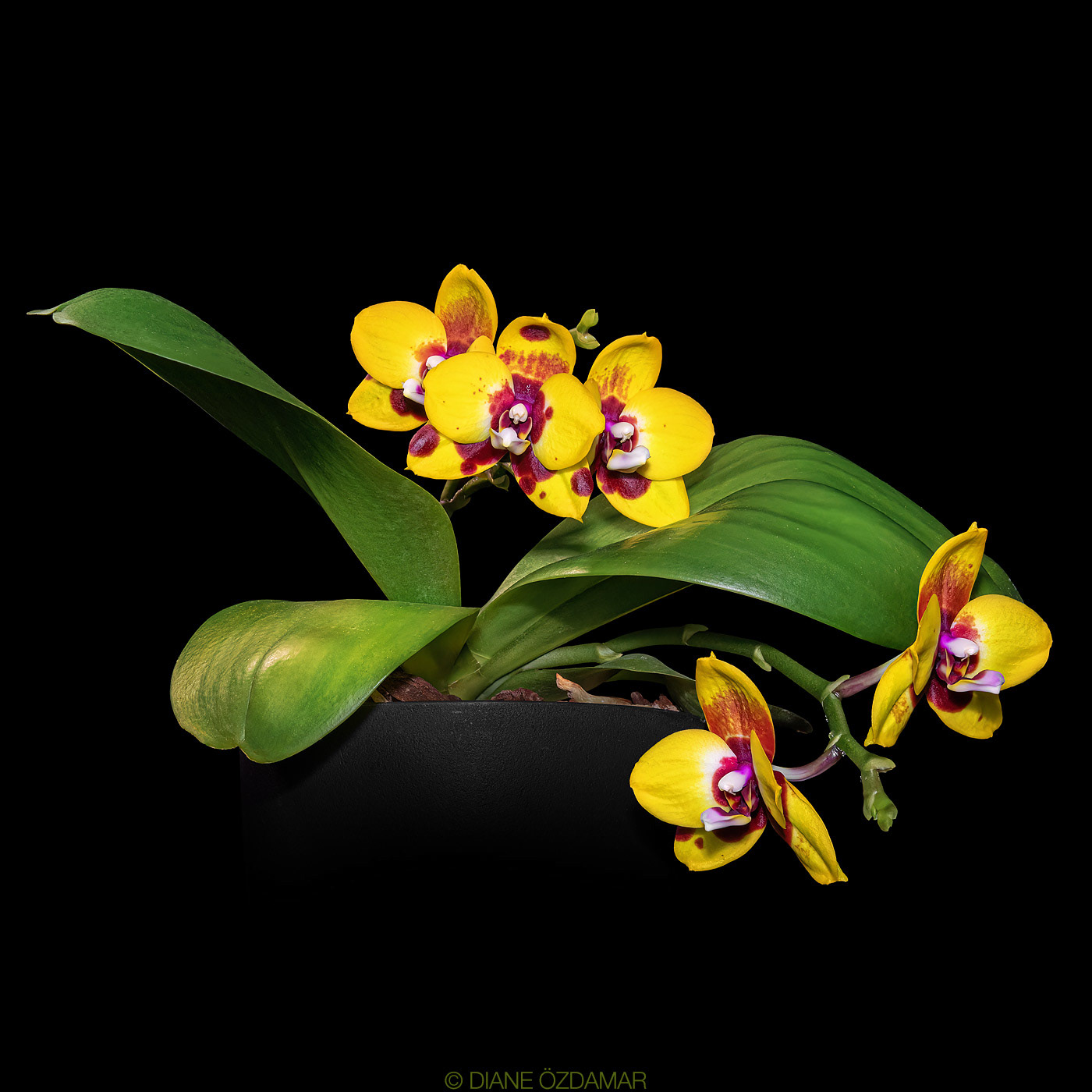 Phalaenopsis Crystal Surprise