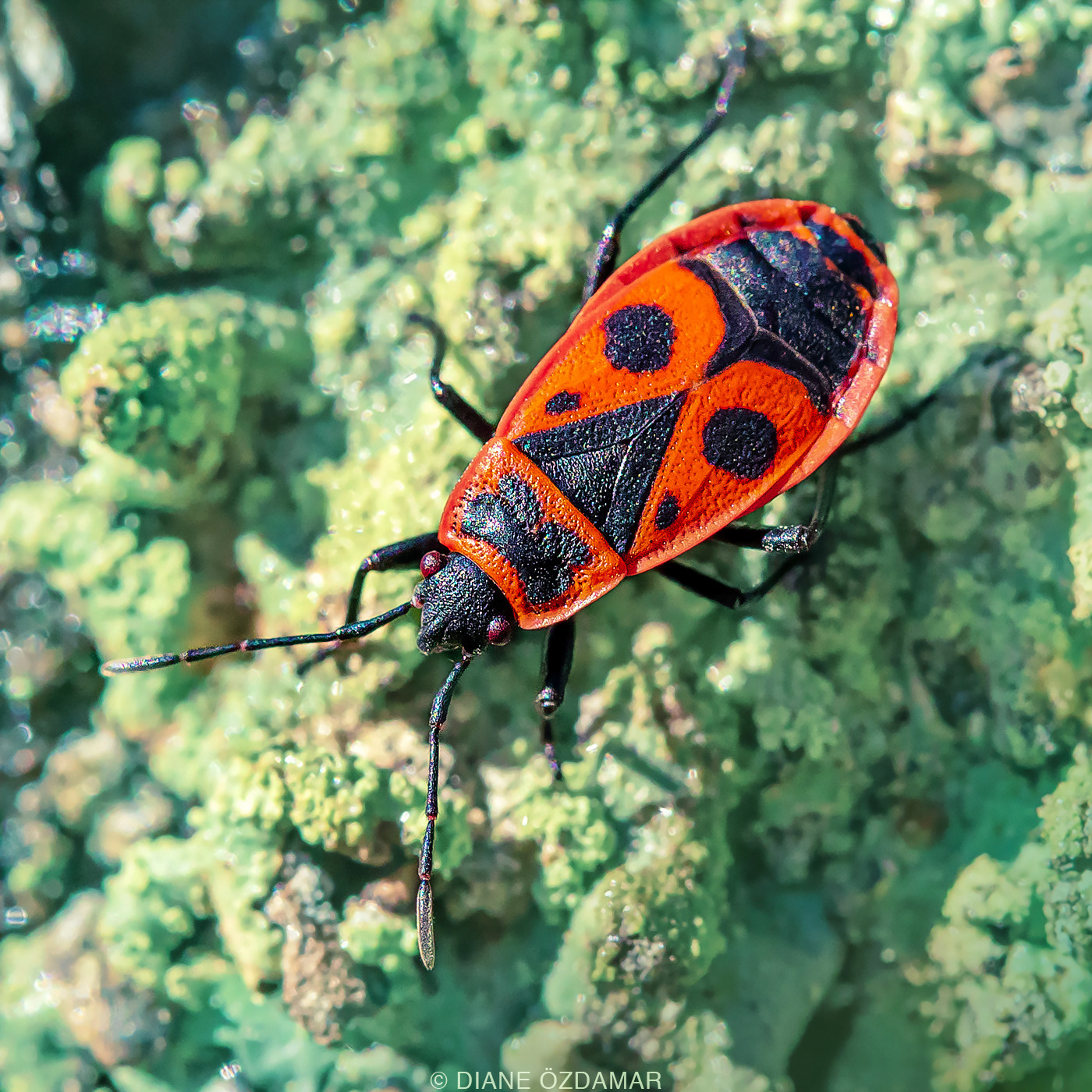 Pyrrhocoris apterus - Damiatte, France