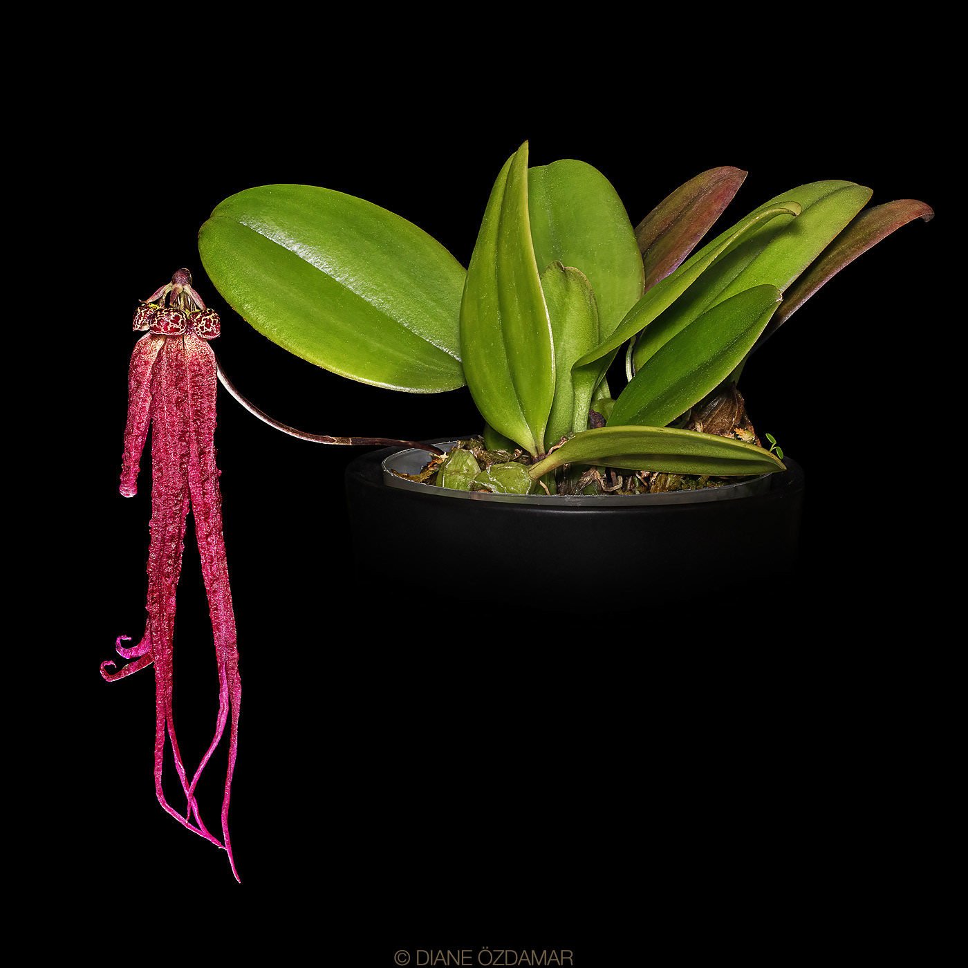 Bulbophyllum treschii