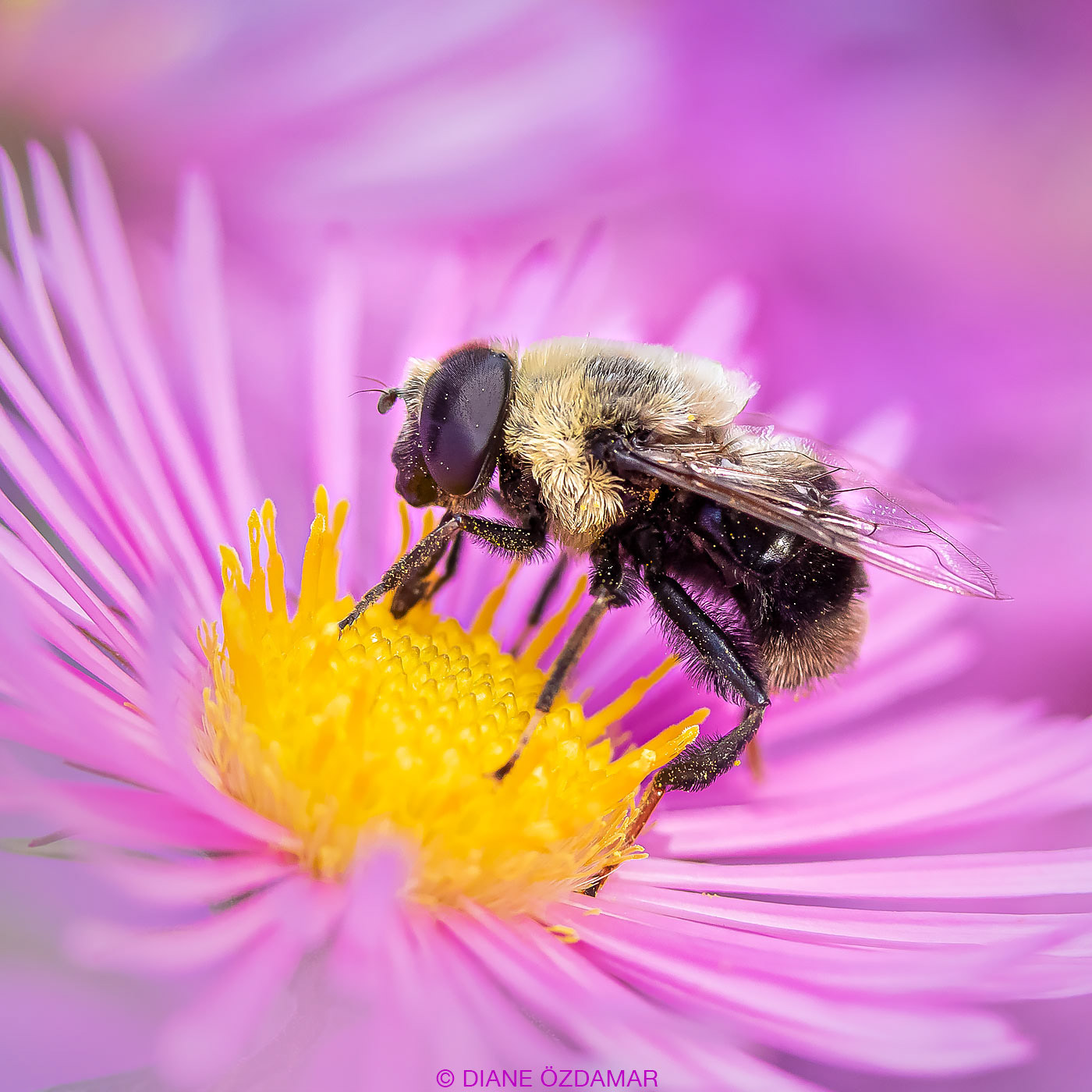Eristalis flavipes - Botanical garden of Montreal, QC, Canada - October 2019