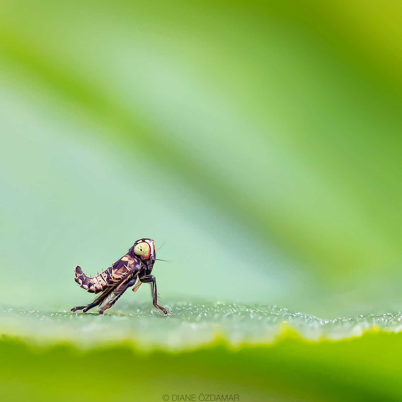 Jikradia olitoria nymph (about 2,5mm) - Botanical garden of Montreal, QC, Canada - June 2020