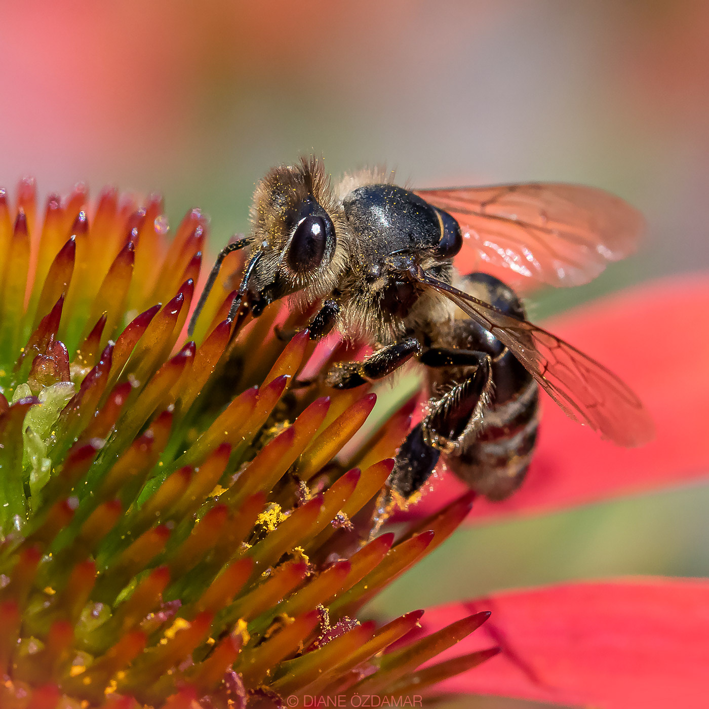 Apis mellifera - Botanical garden of Montreal, QC, Canada - July 2020