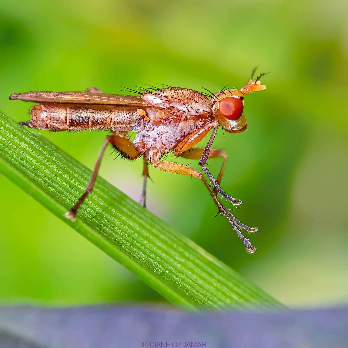 Sciomyzidae - Botanical garden of Montreal, QC, Canada - October 2020