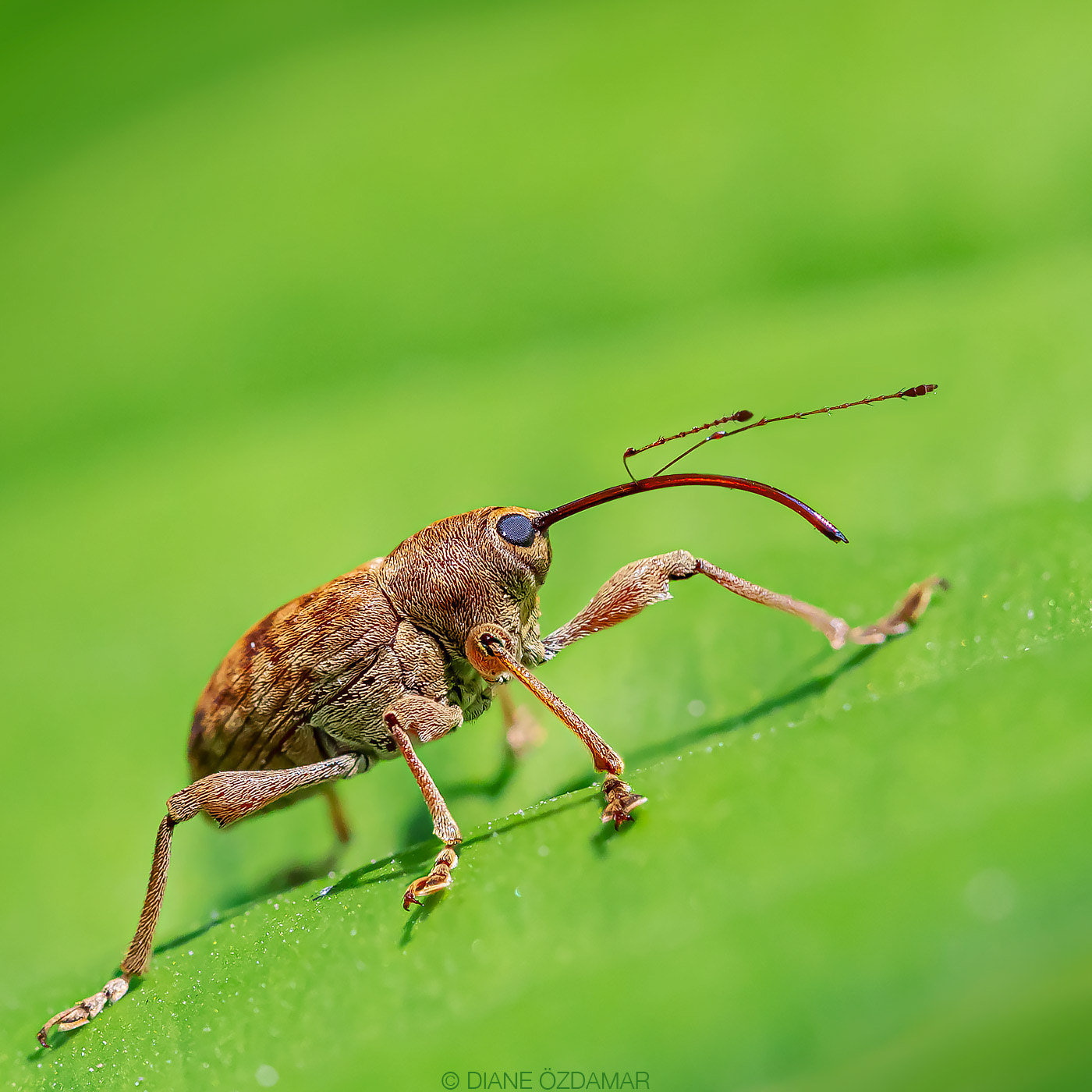 Curculio sp. - Botanical garden of Montreal, QC, Canada - August 2020