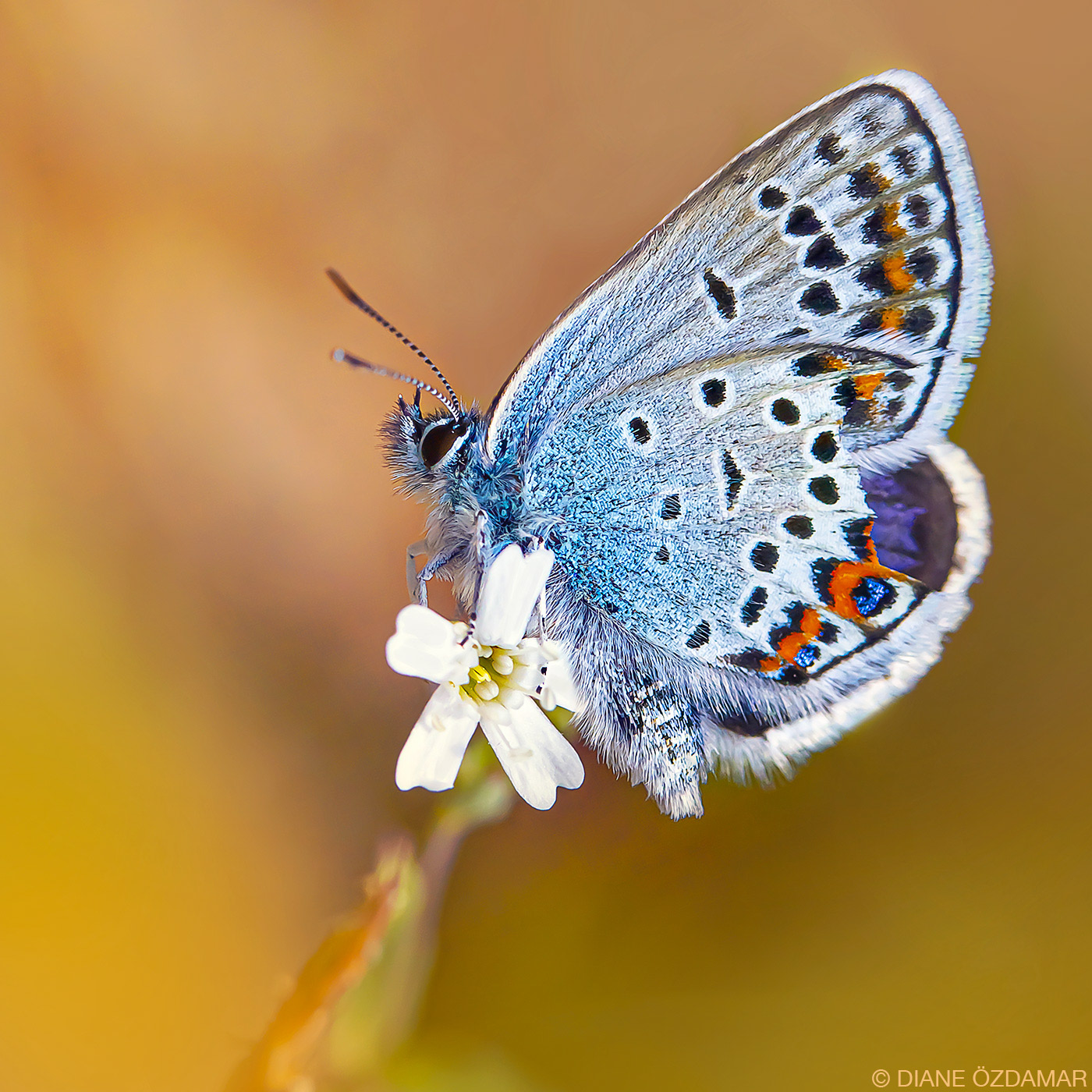Plebejus sp (male) - Sweden, june 2014