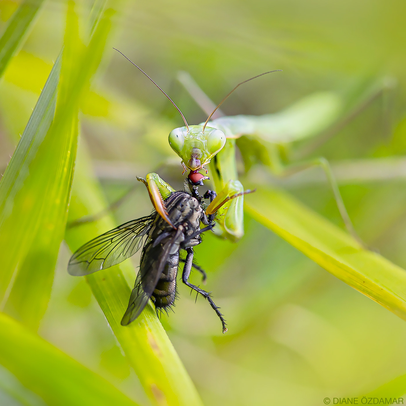 Mantis religiosa - Damiatte, France