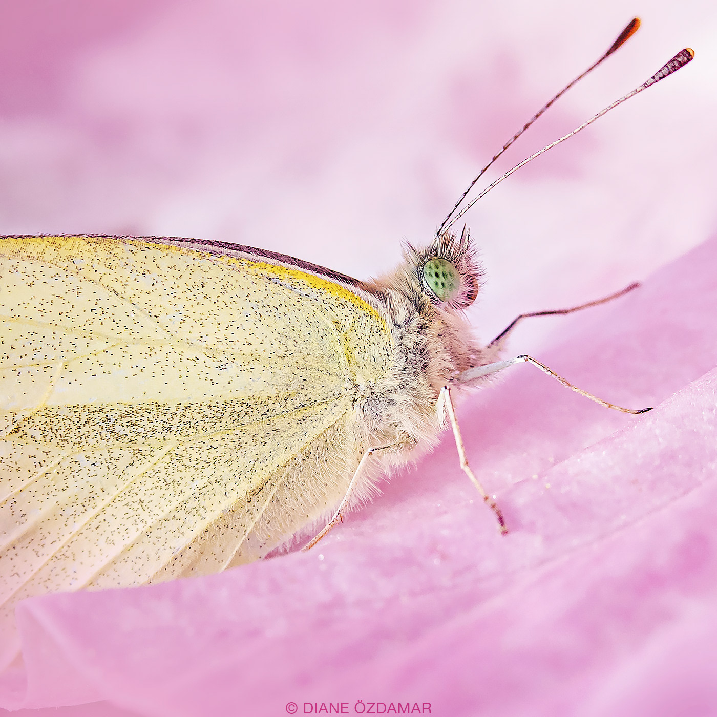 Pieris rapae - Botanical garden of Montreal, QC, Canada - October 2019