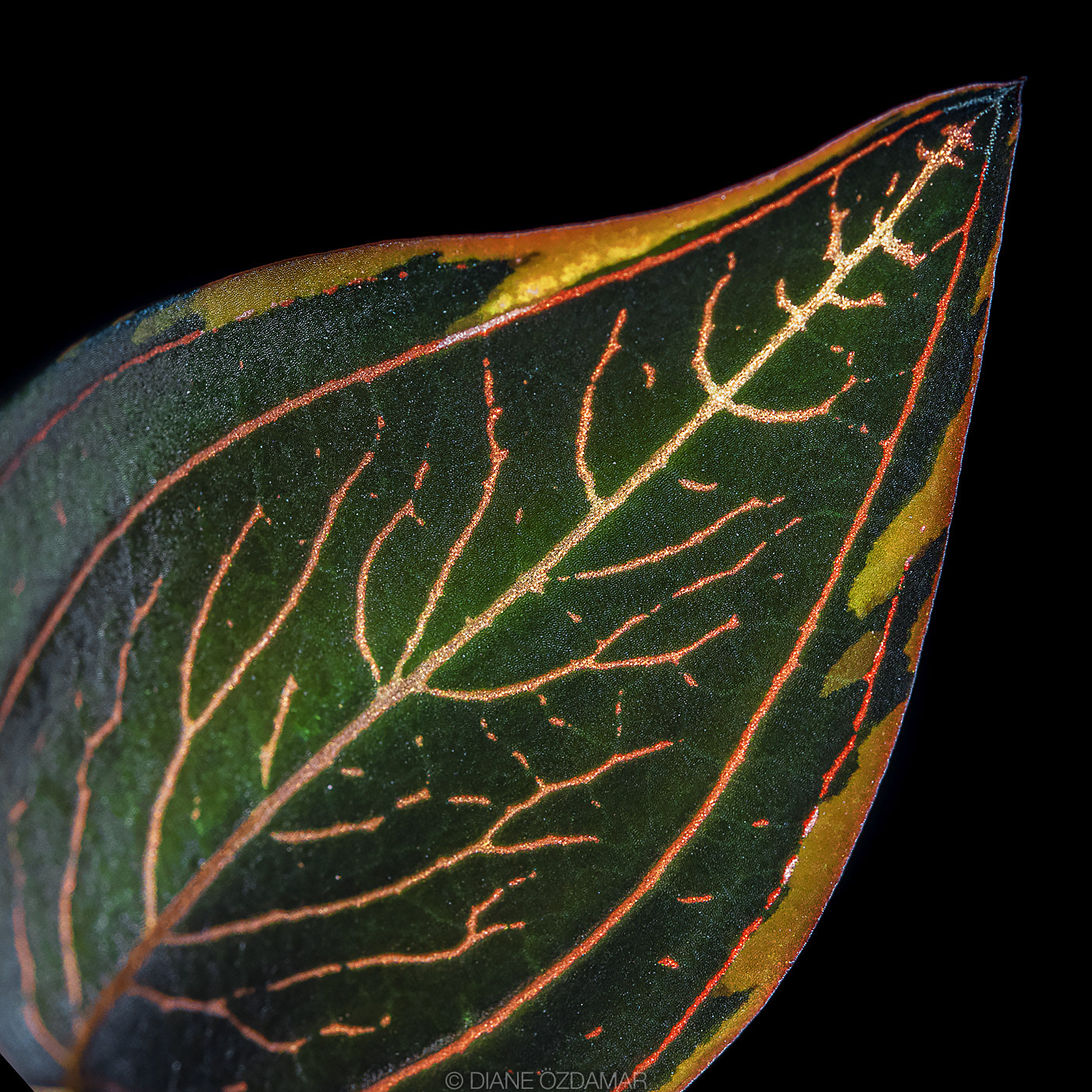 Ludisia discolor 'Marble'