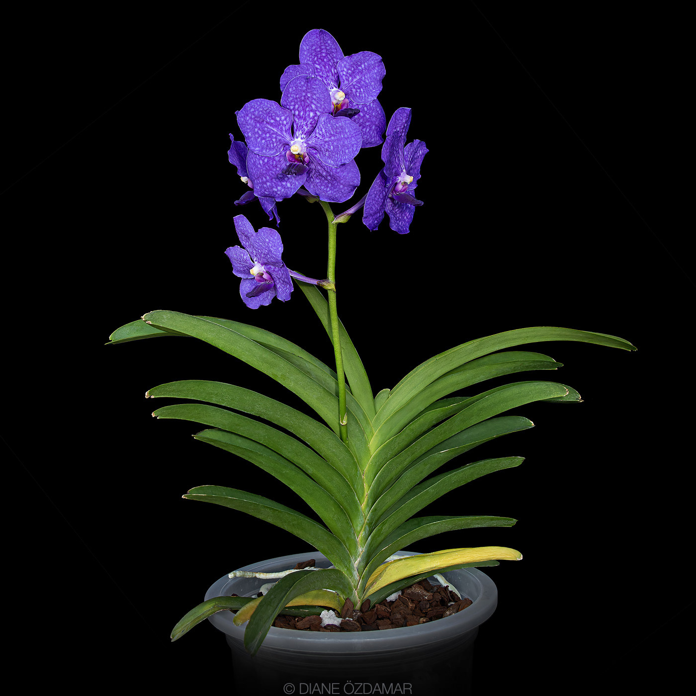 Vanda Pachara Delight