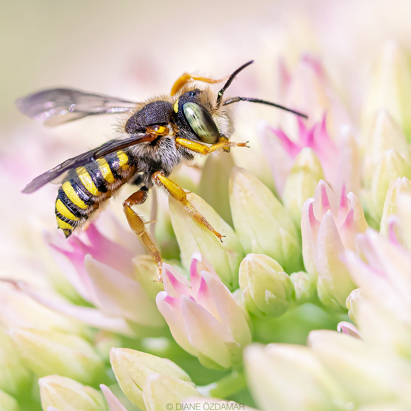 Anthidium oblongatum - Botanical garden of Montreal, QC, Canada - August 2020