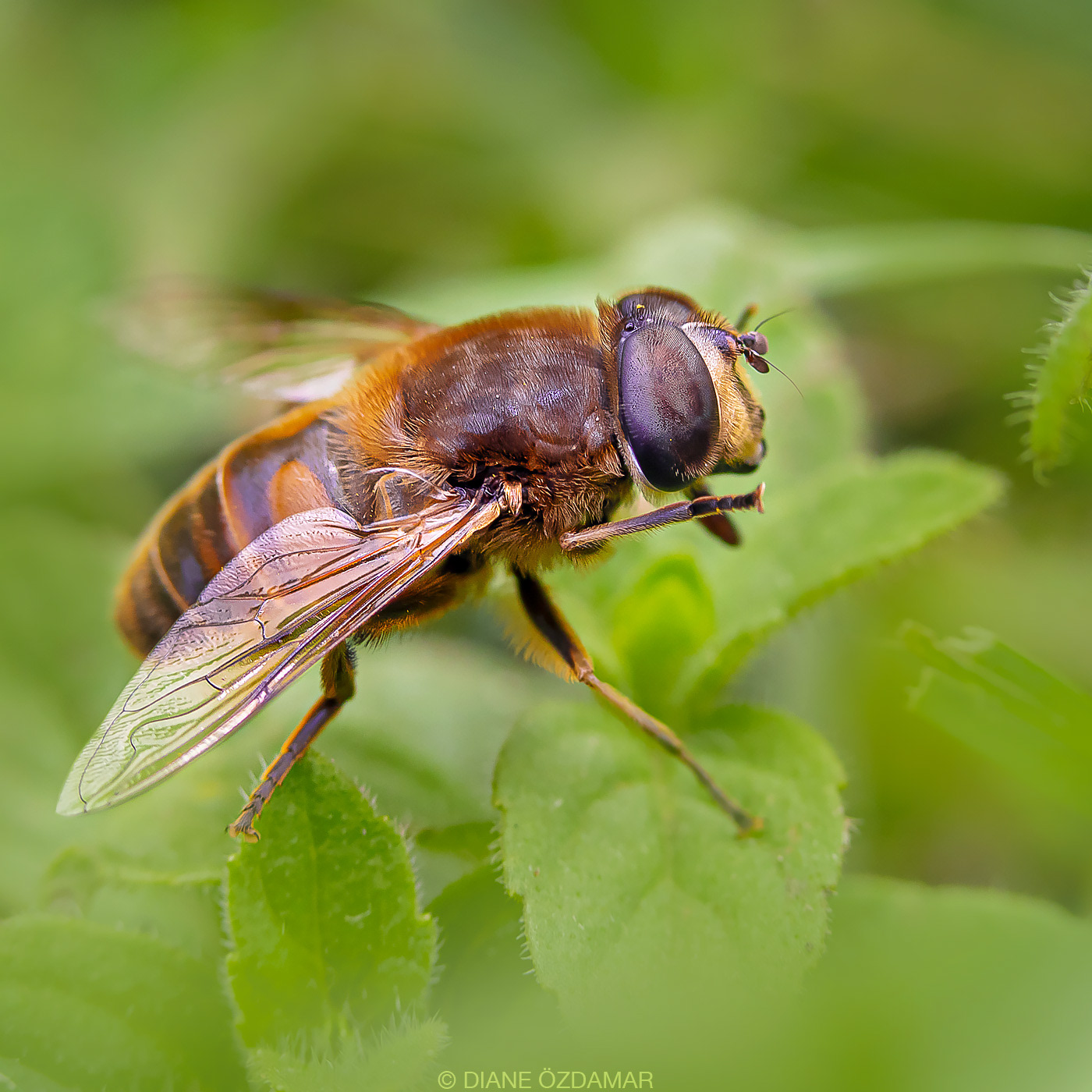 Eristalis tenax - Botanical garden of Montreal, QC, Canada - June 2019