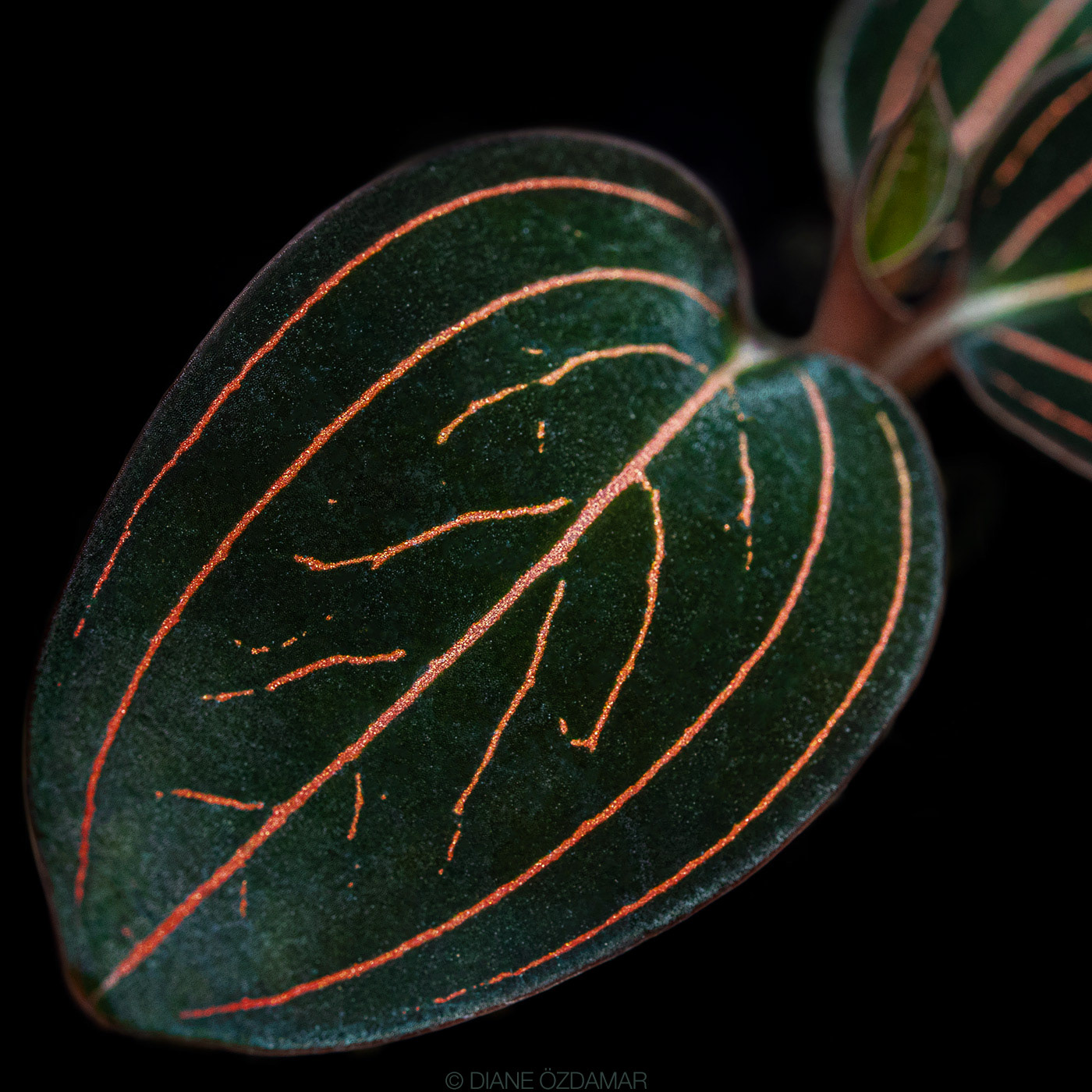 Ludisia discolor