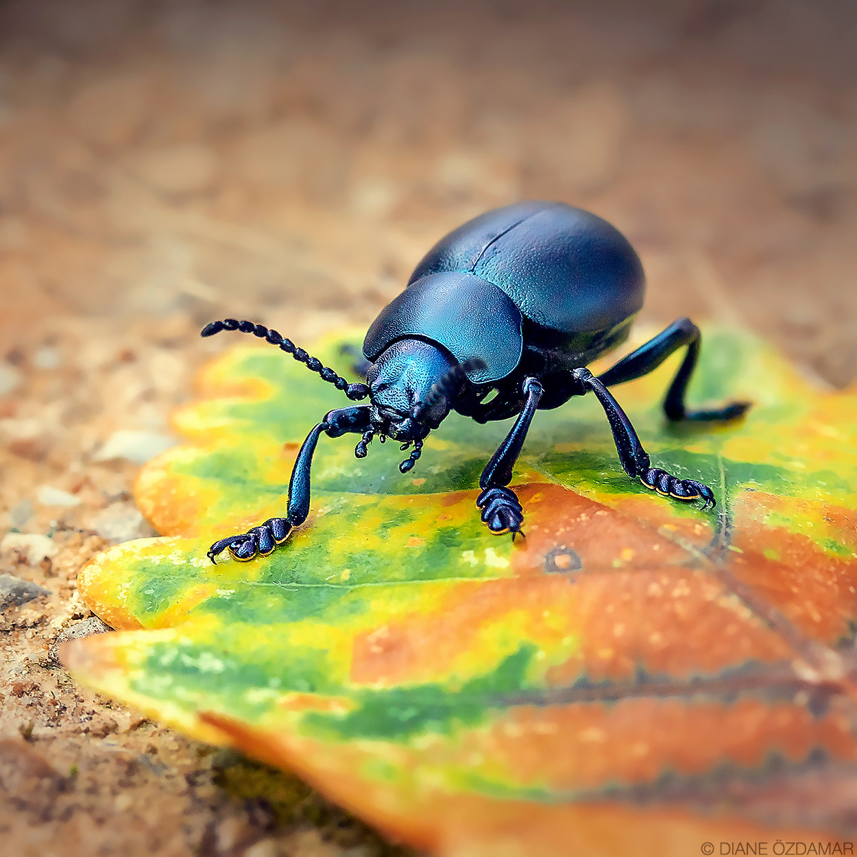 Timarcha tenebricosa - Lautrec, France