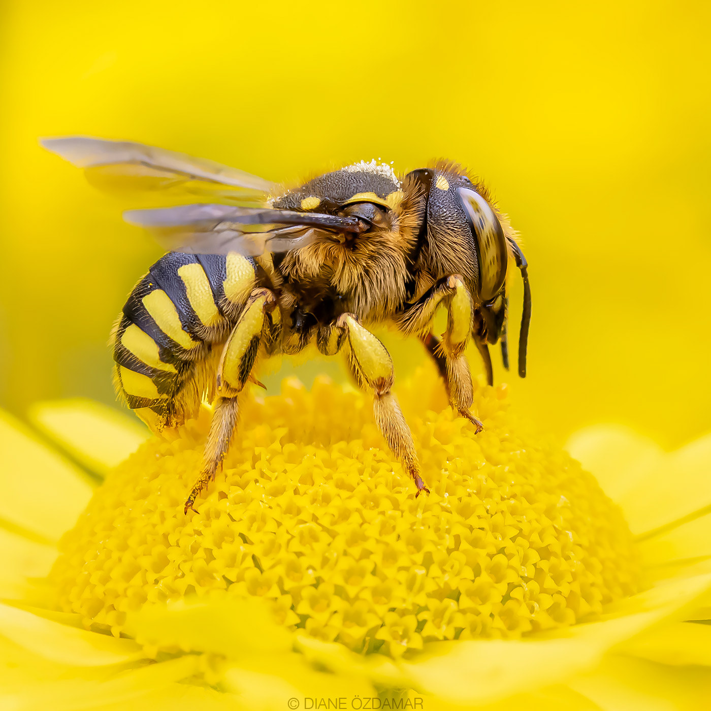 Anthidium florentinum - Botanical garden of Montreal, QC, Canada - July 2020
