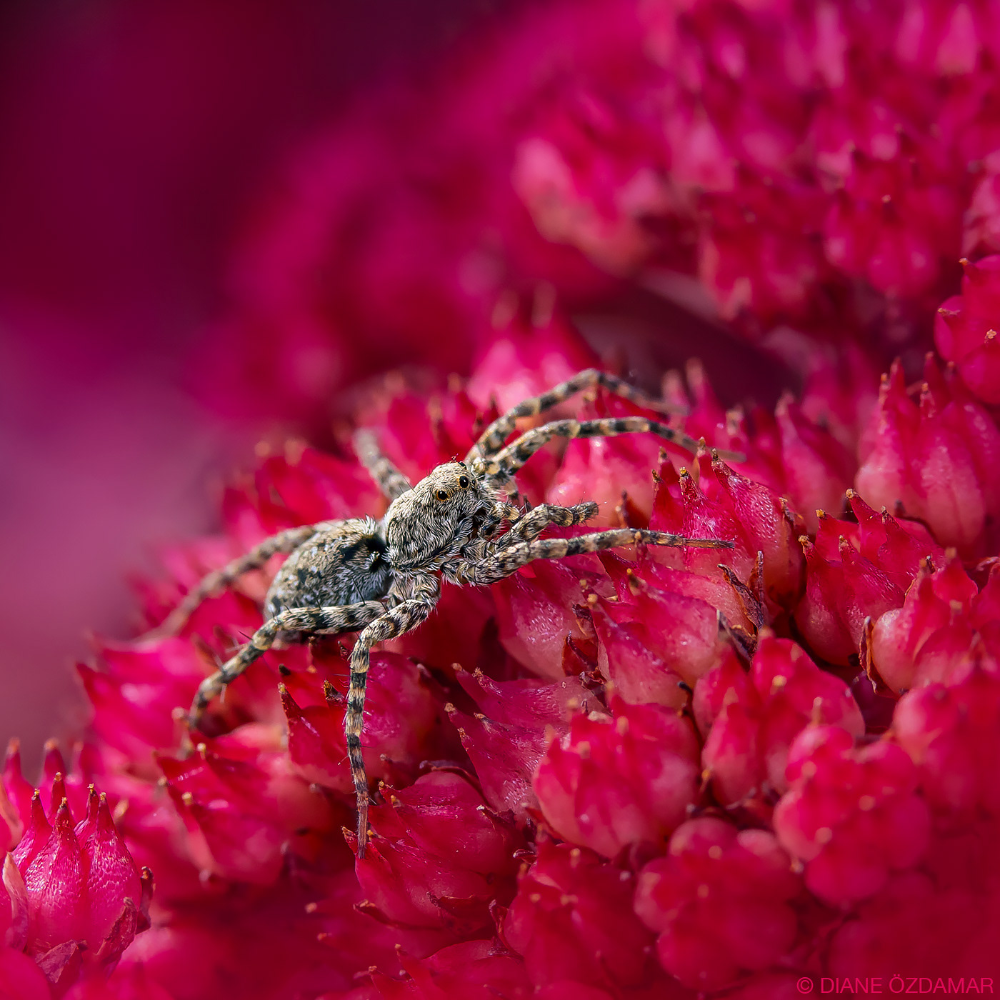 Pardosa sp. - Botanical garden of Montreal, QC, Canada - July 2019