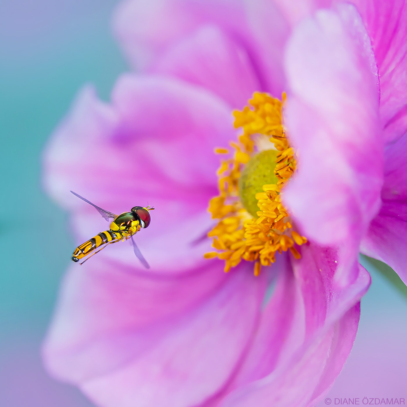 Allograpta obliqua - Botanical garden of Montreal, QC, Canada - August 2019