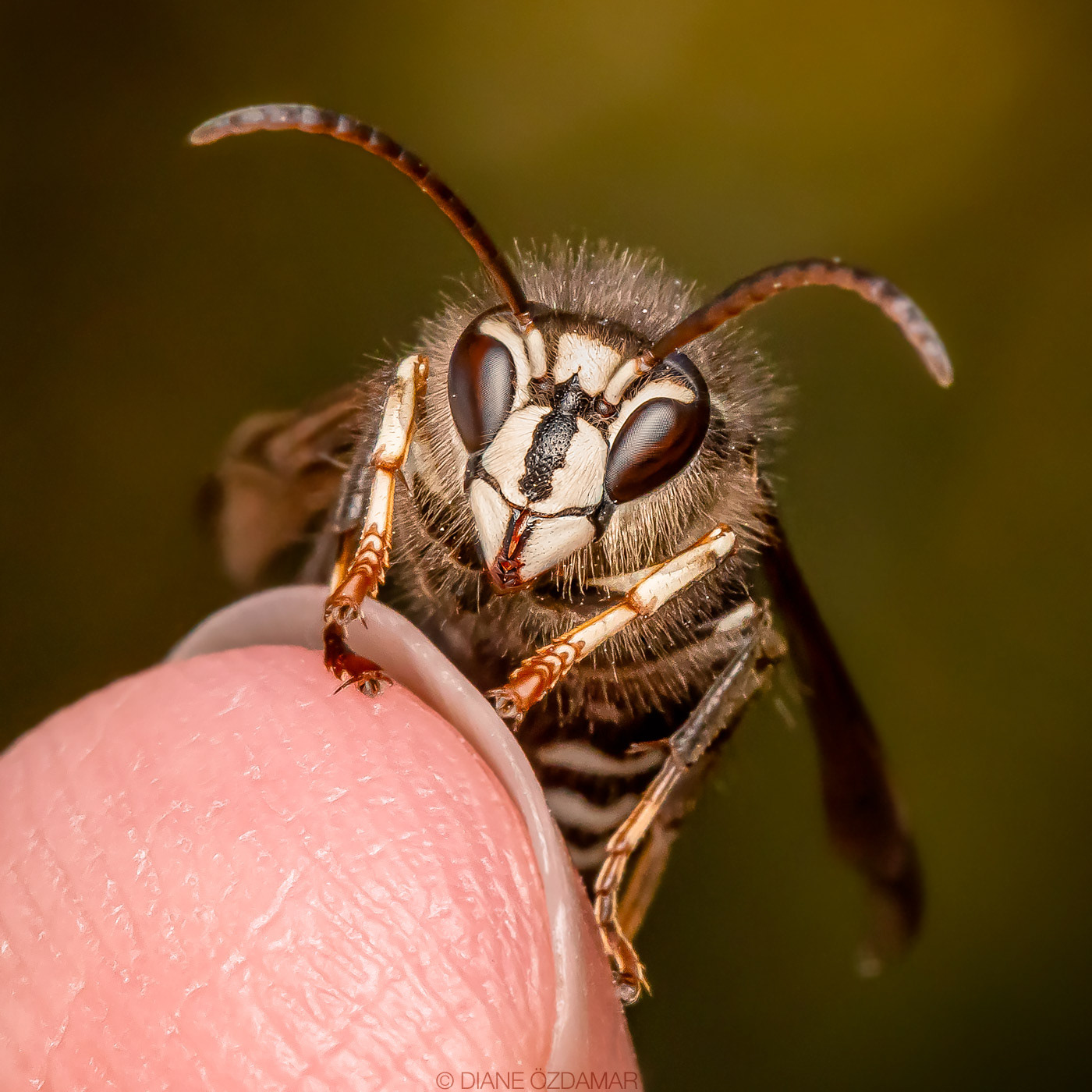 Dolichovespula maculata (male) - Mont-Royal, Montreal, QC, Canada - October 2020