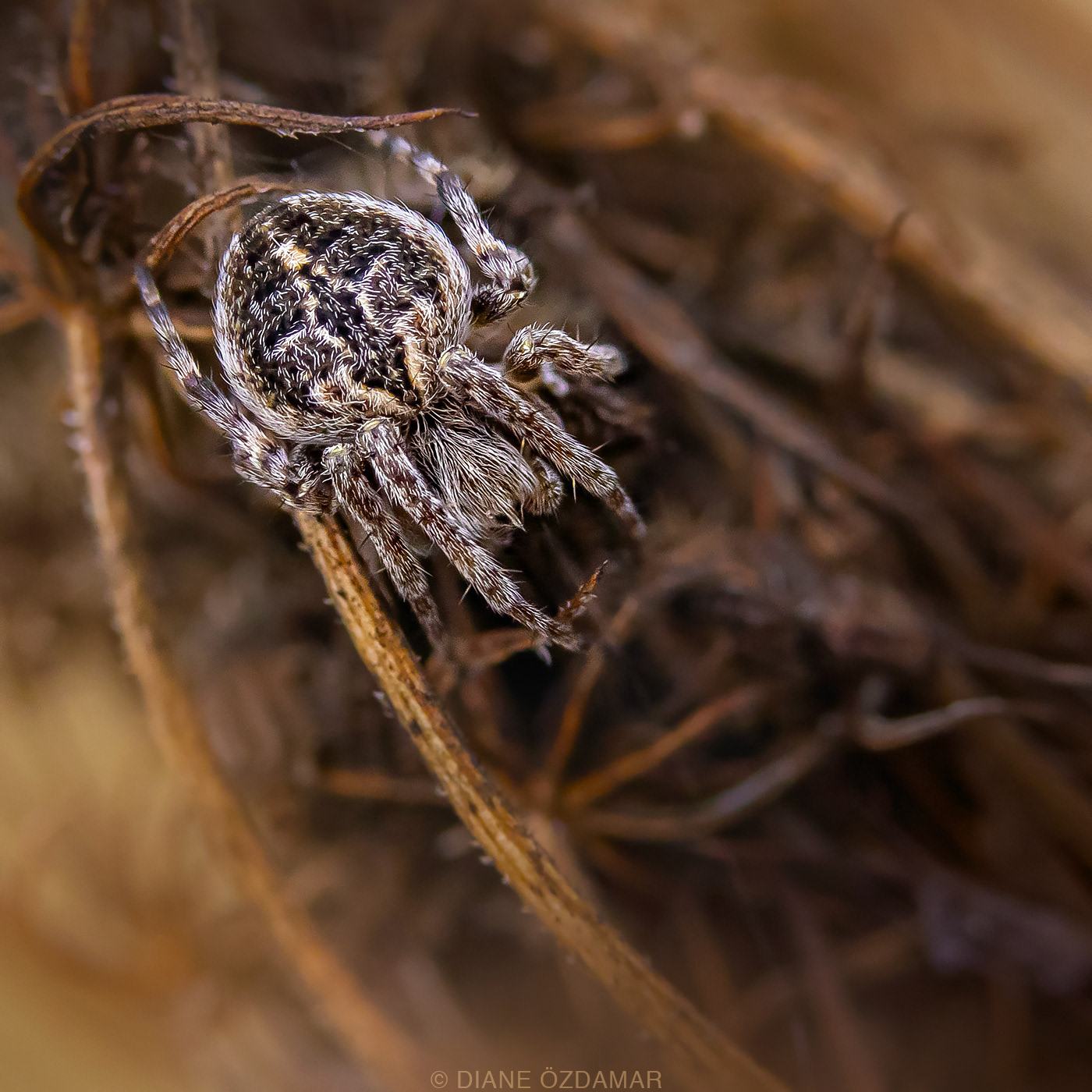 Agalenatea redii - Damiatte, France - November 2019