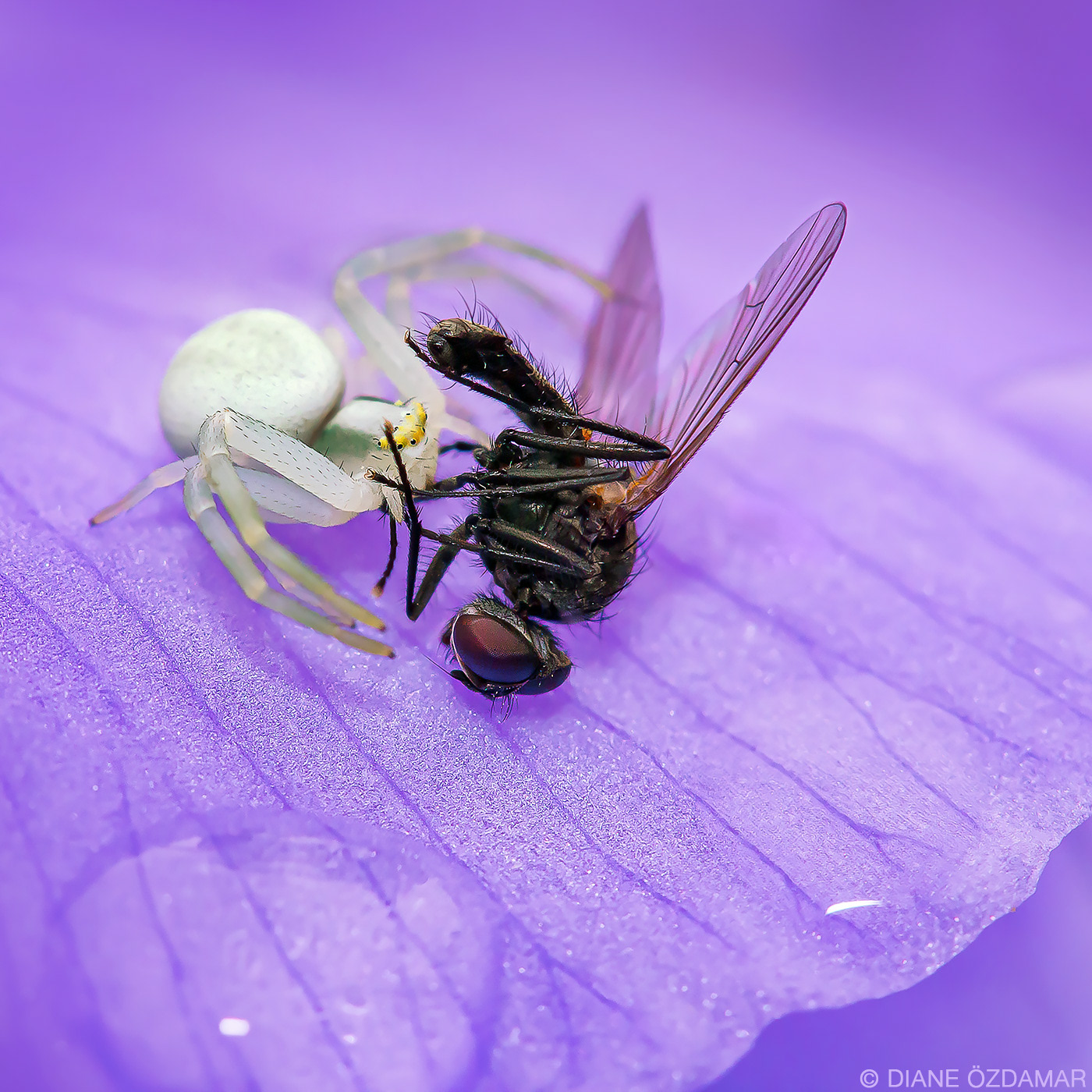 Misumena vatia preying on an unidentified Diptera - Damiatte, France