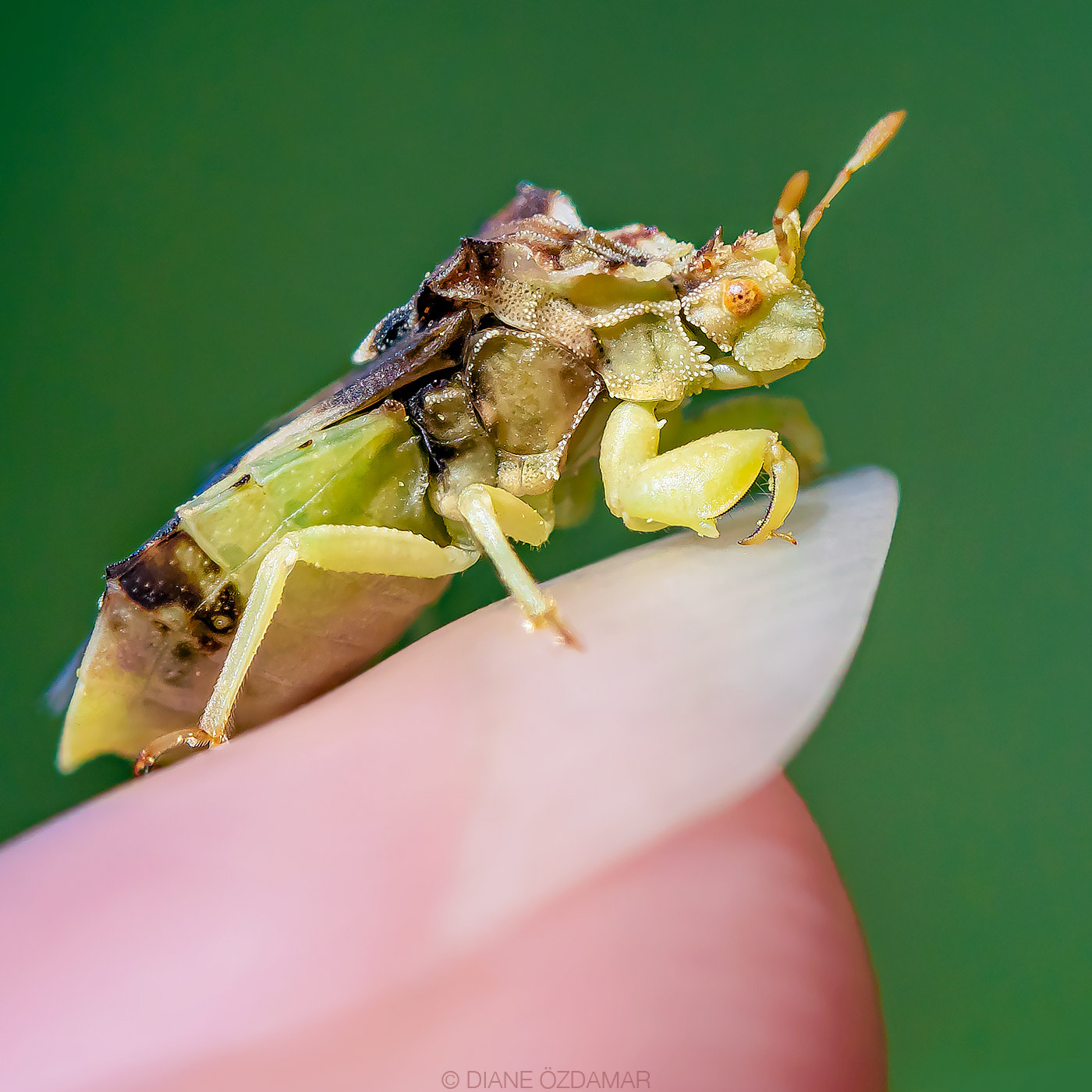 Phymata americana - Botanical garden of Montreal, QC, Canada - August 2020