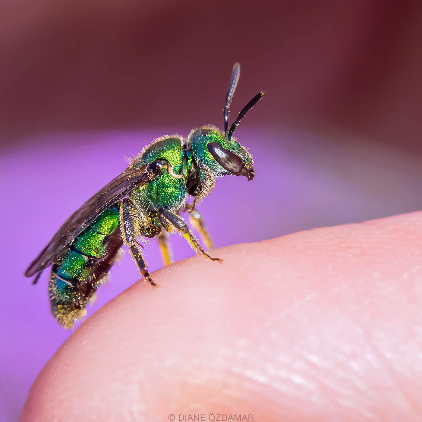 Augochlora pura - Botanical garden of Montreal, QC, Canada - October 2019