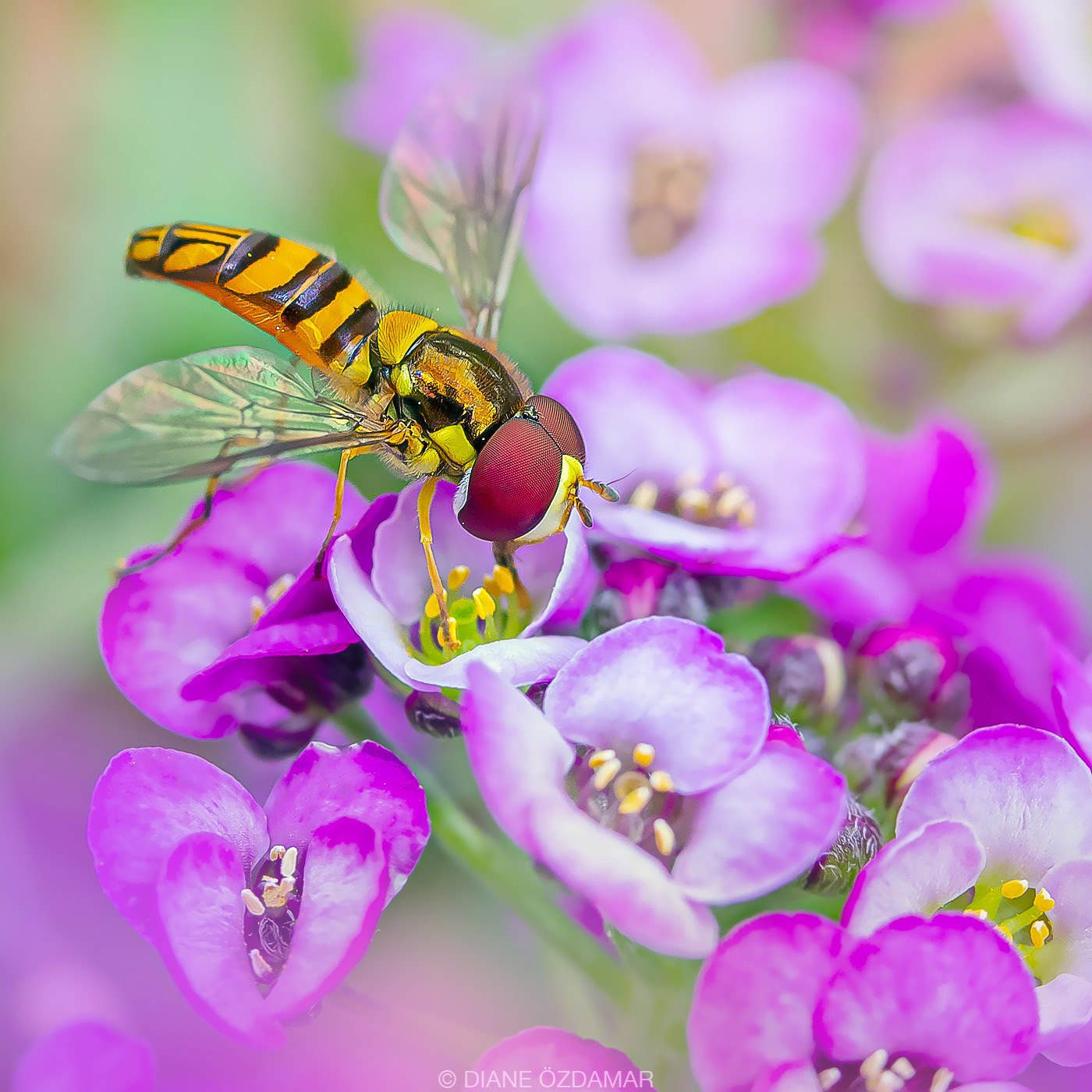 Allograpta obliqua - Botanical garden of Montreal, QC, Canada - August 2019