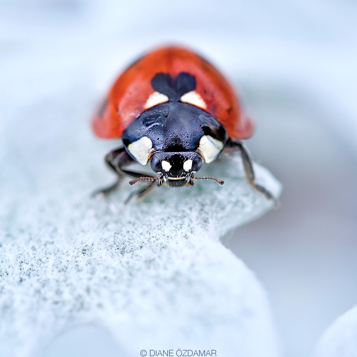 Coccinella septempunctata - Parc floral de Vincennes, France