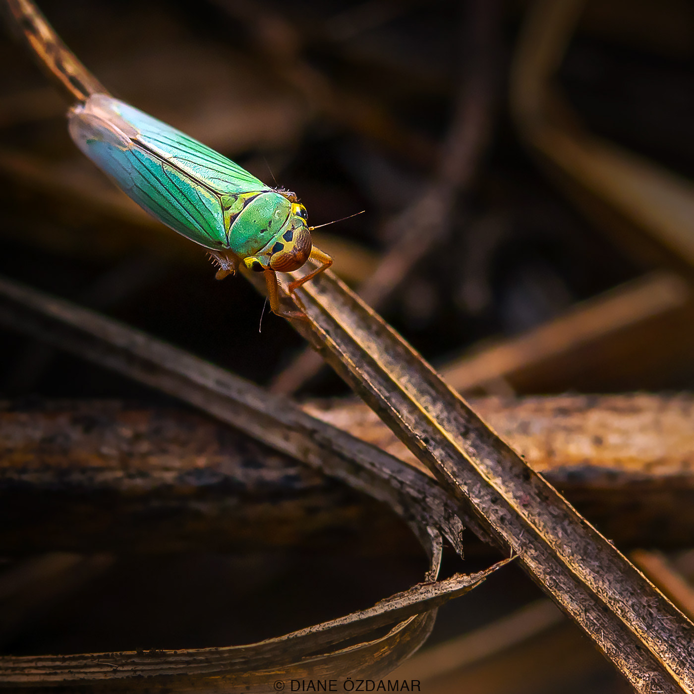 Cicadella viridis - Forest of Fontainebleau, France - October 2019