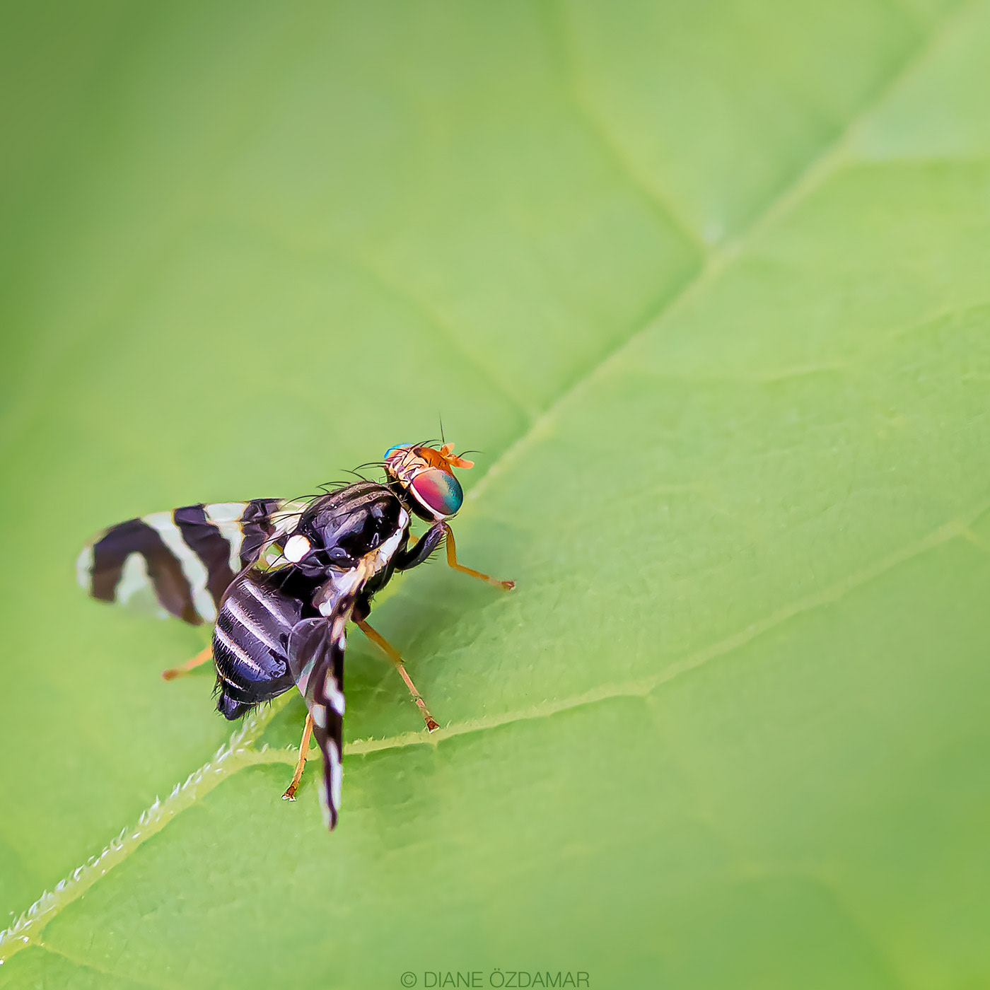 Rhagoletis tabellaria - Botanical garden of Montreal, QC, Canada - June 2020