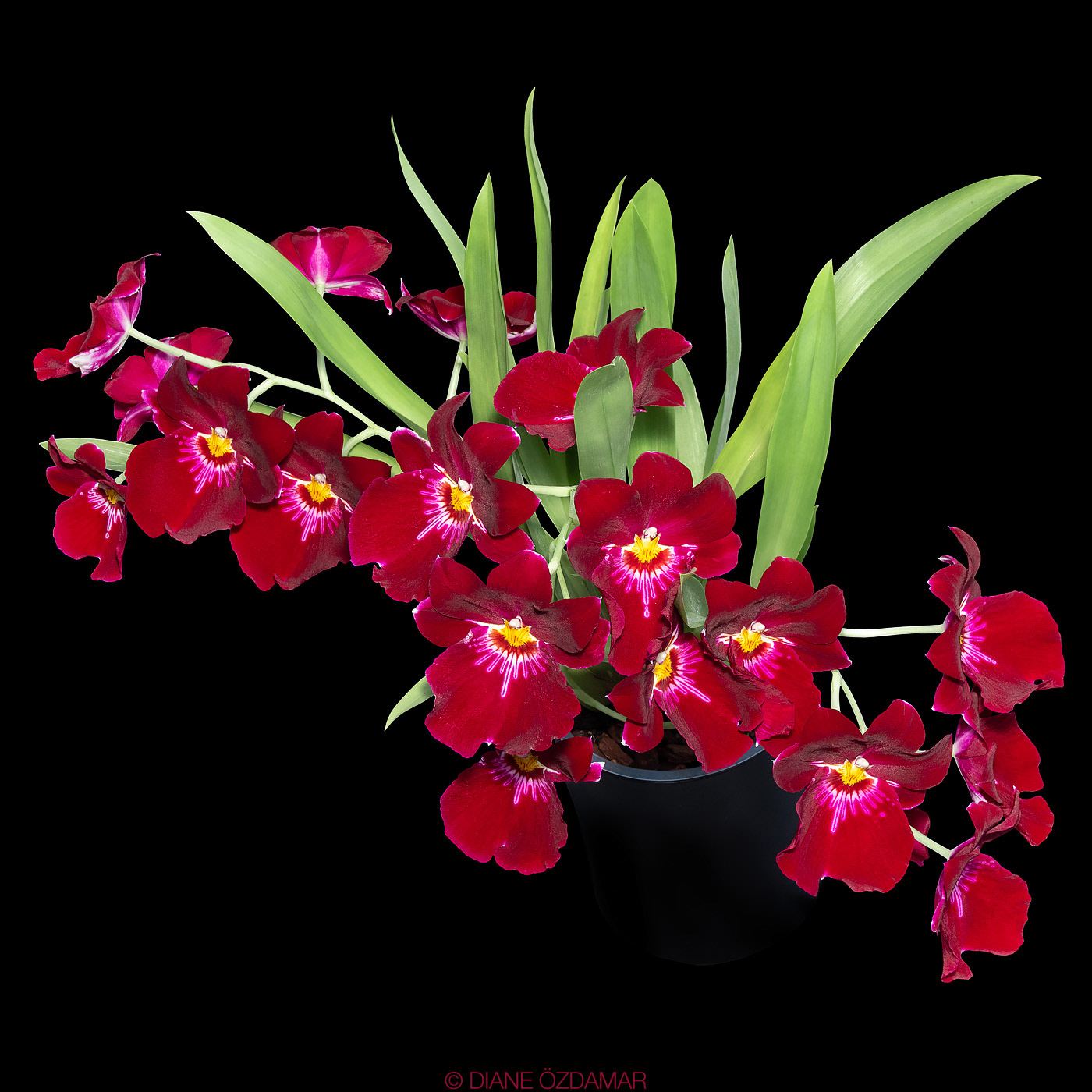 Miltoniopsis Bert Field 'Eileen' AM/AOS